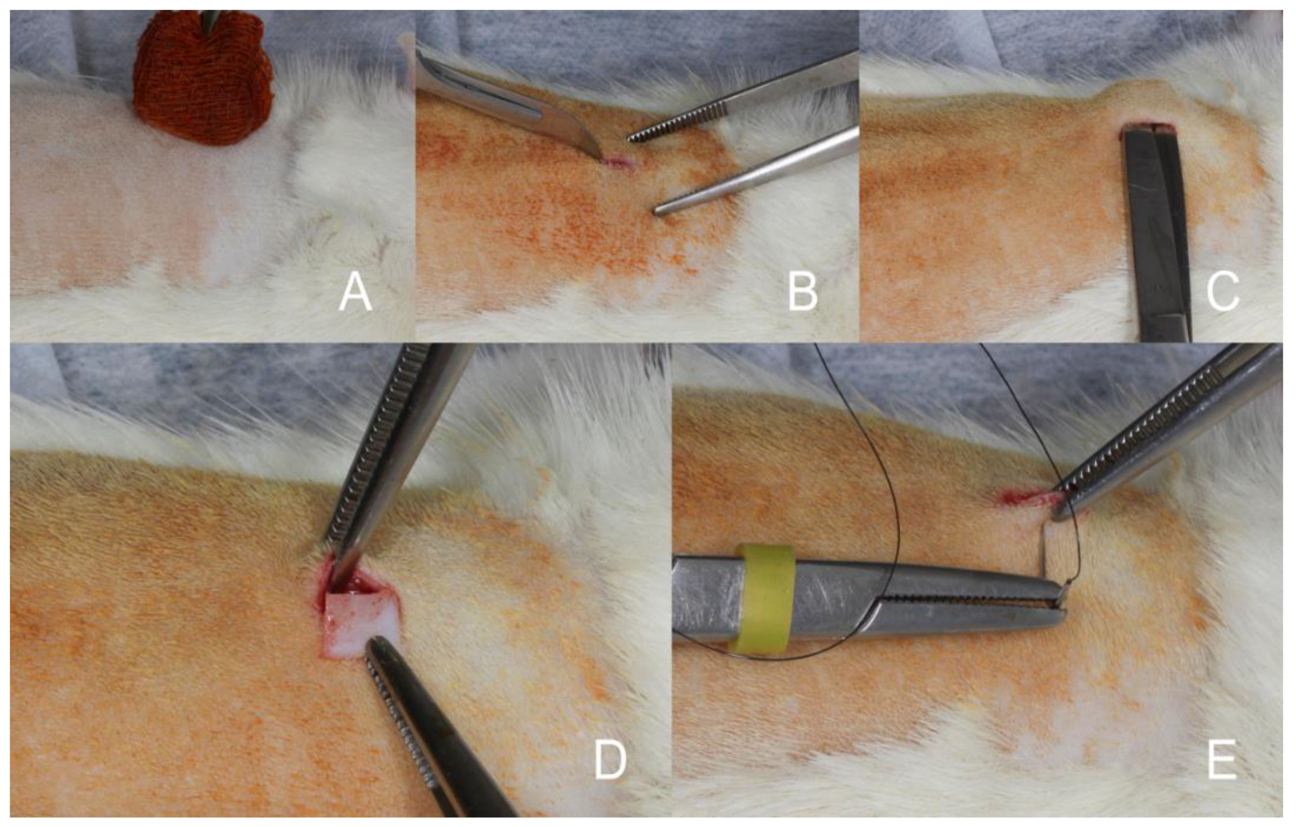 Preprints 151199 g001
