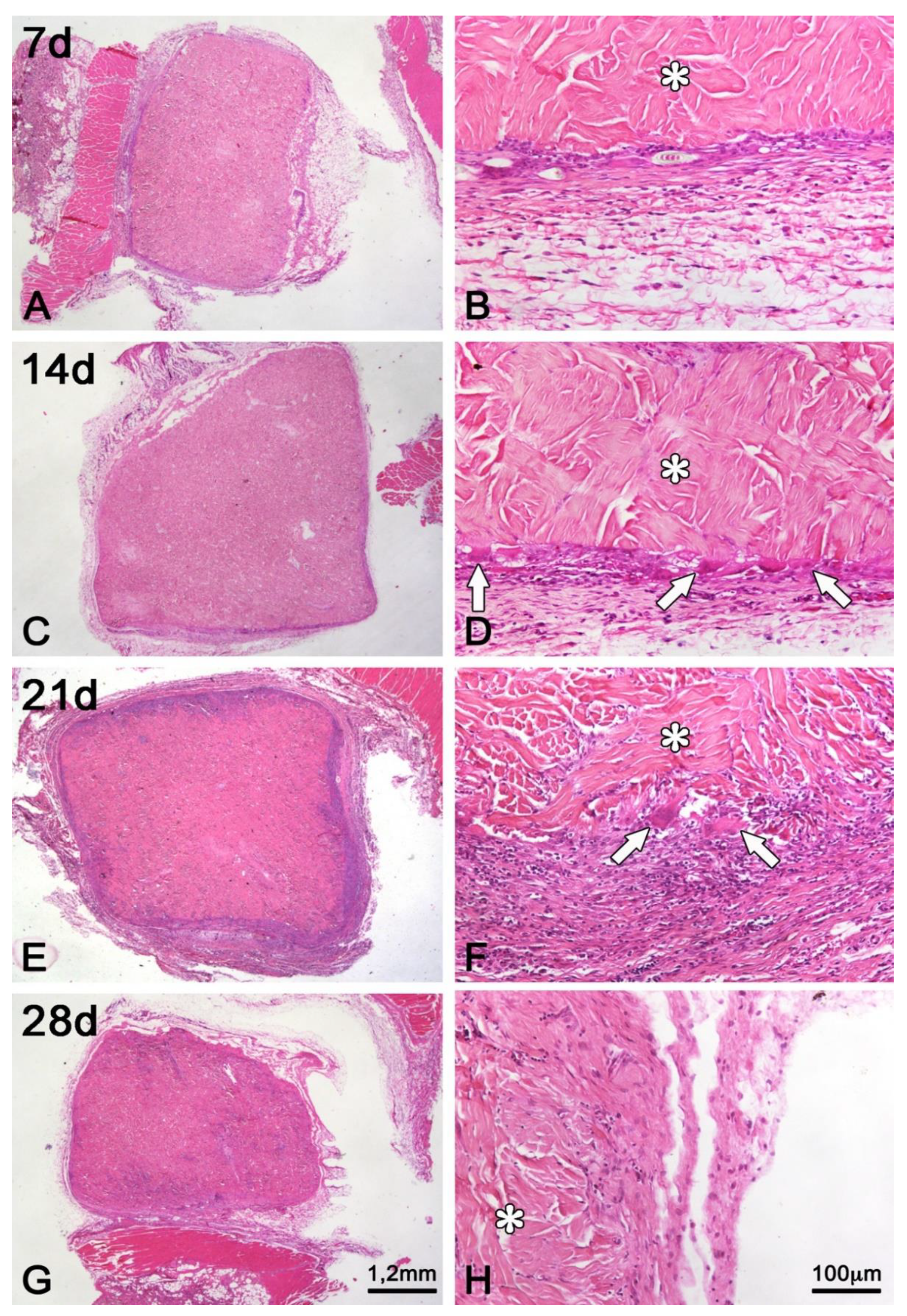 Preprints 151199 g006