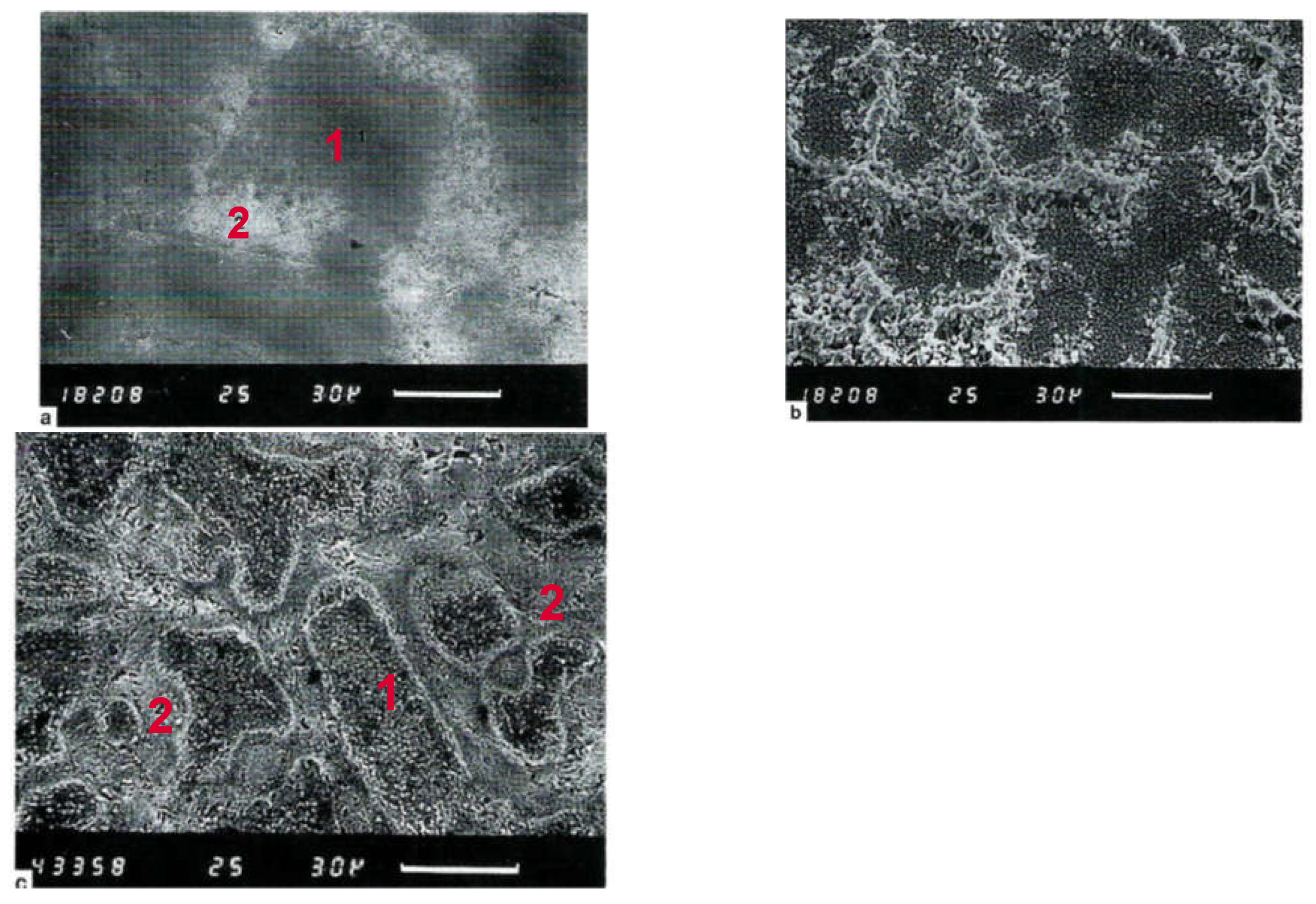 Preprints 142306 g002