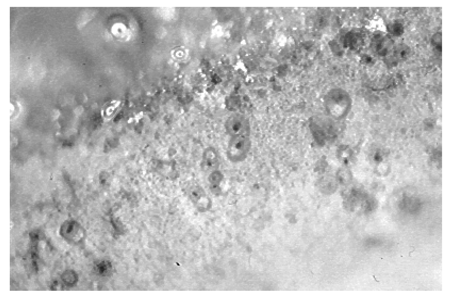 Preprints 142306 g006