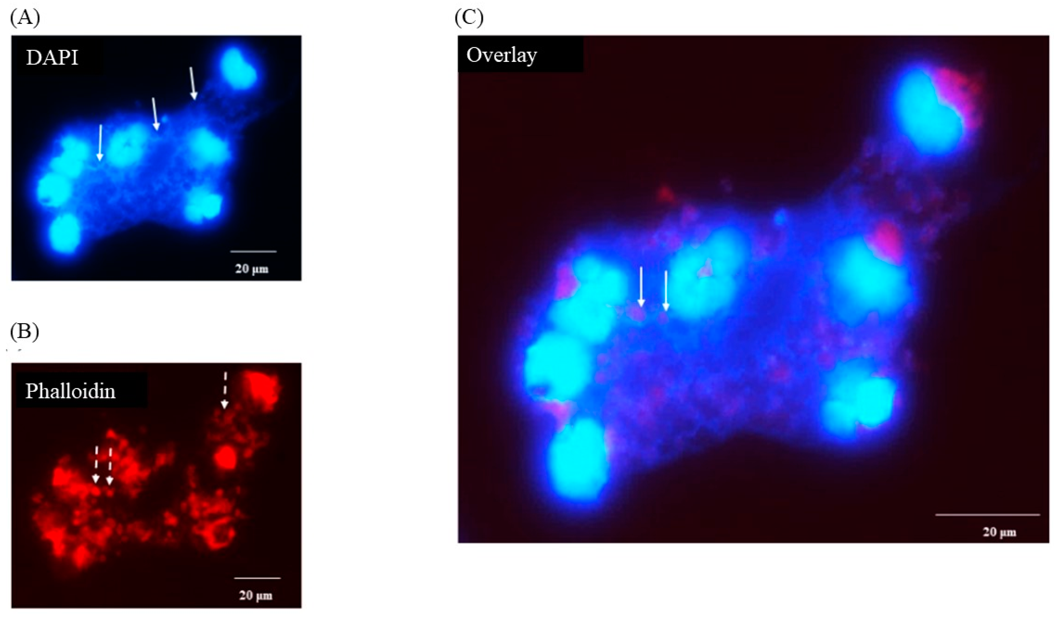 Preprints 97306 g003