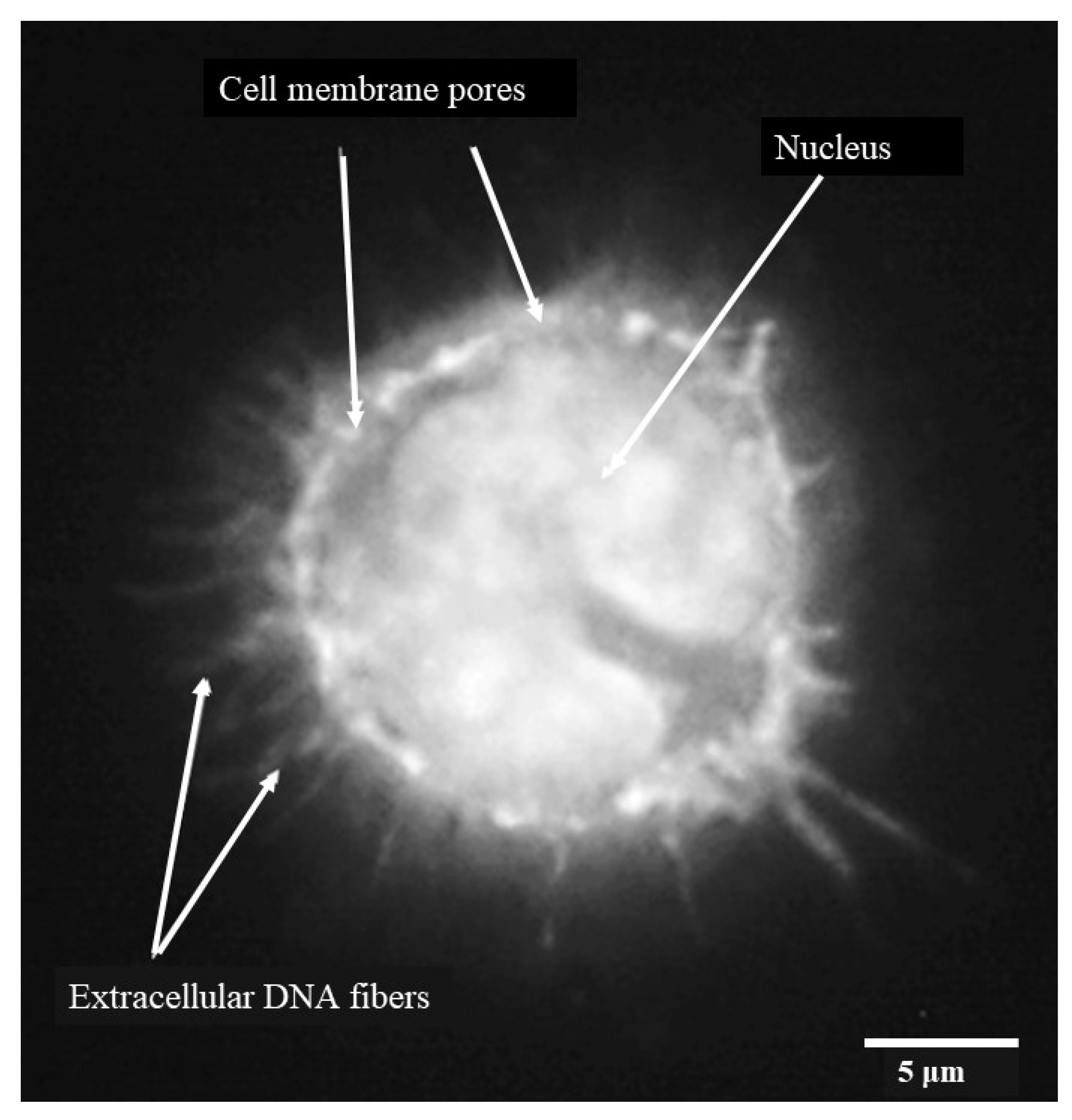 Preprints 97306 g004