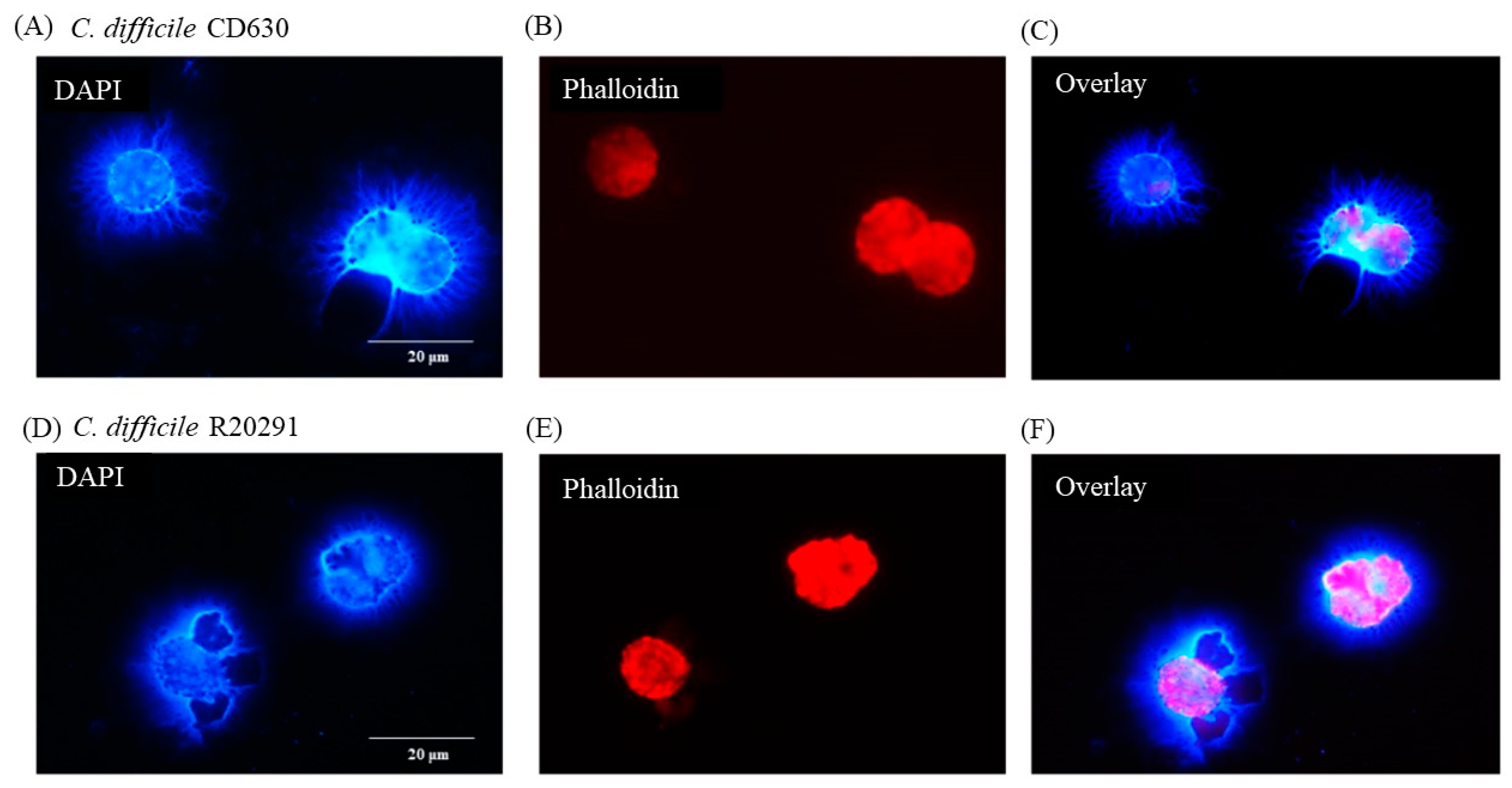 Preprints 97306 g005