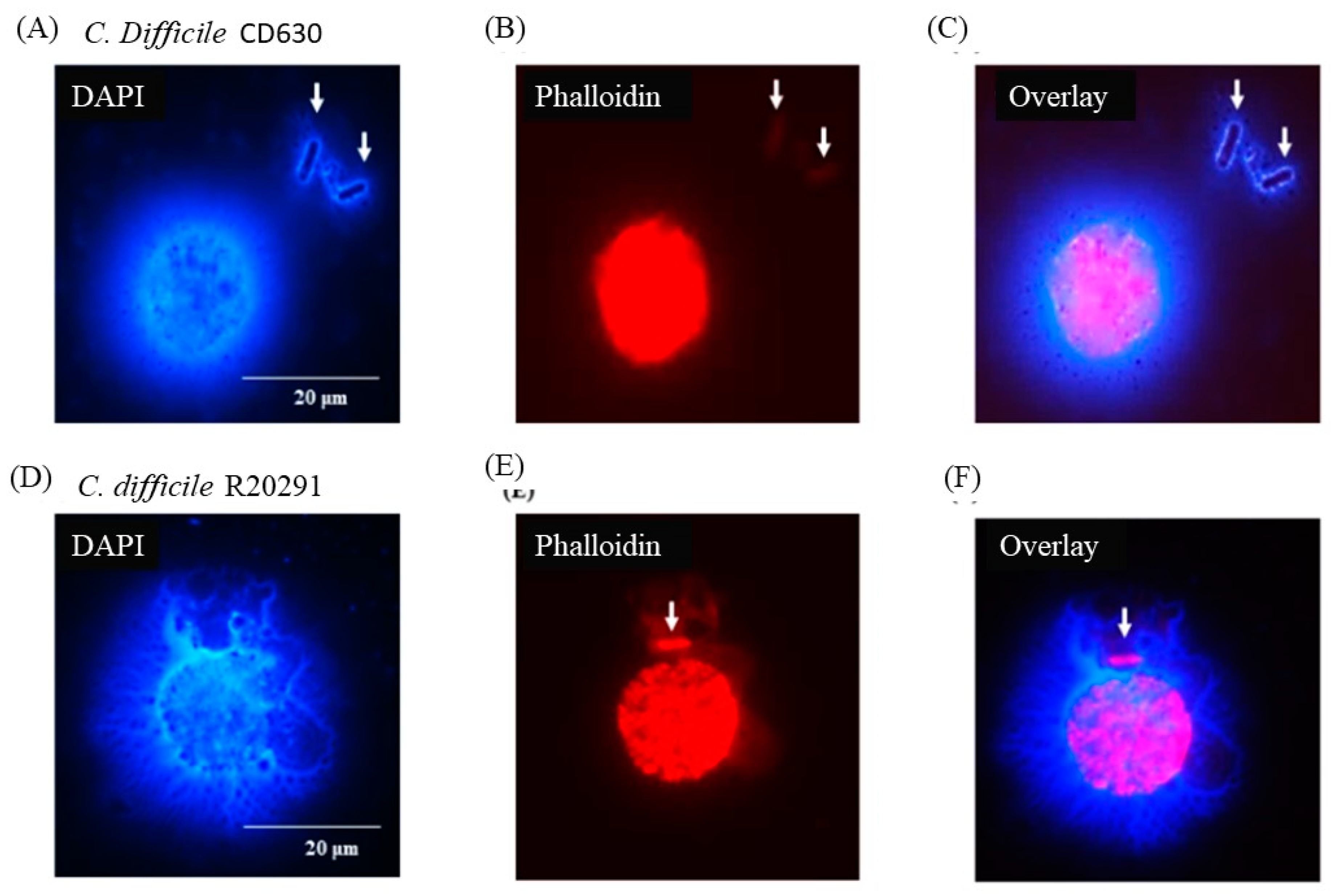 Preprints 97306 g006
