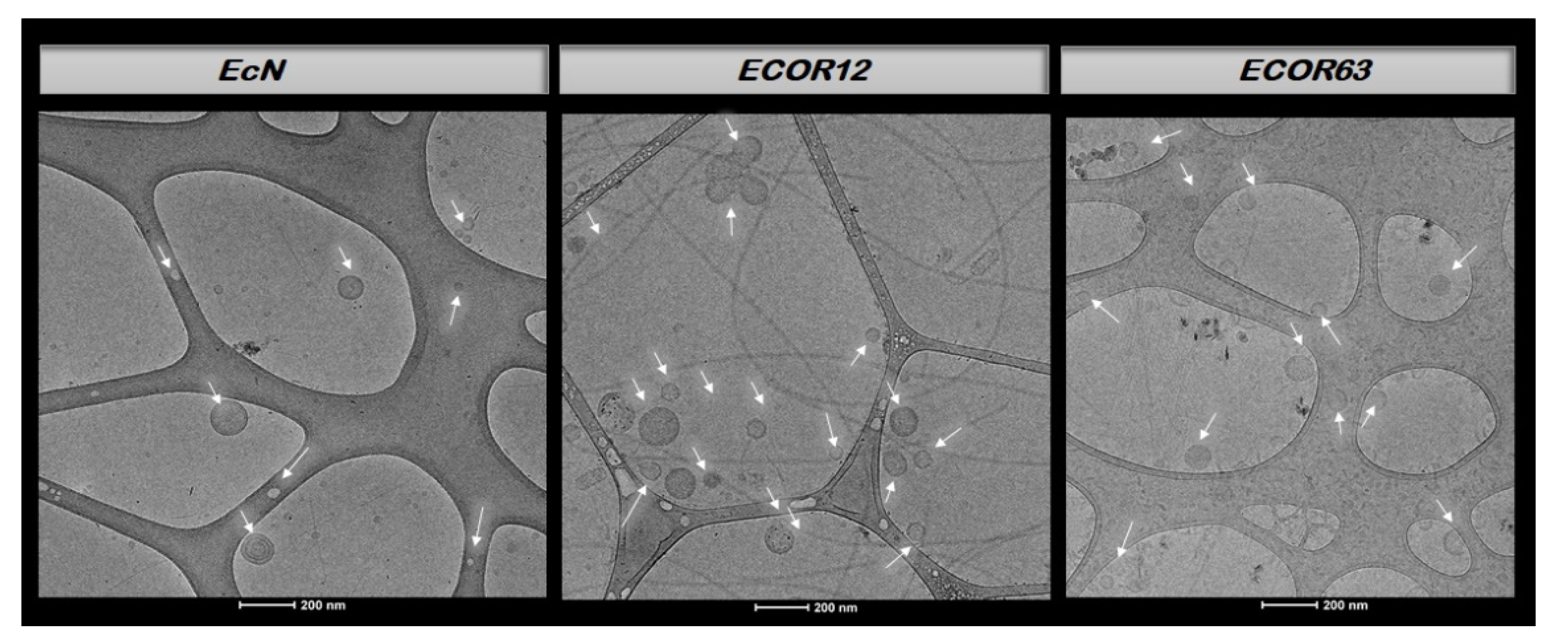 Preprints 190682 g005