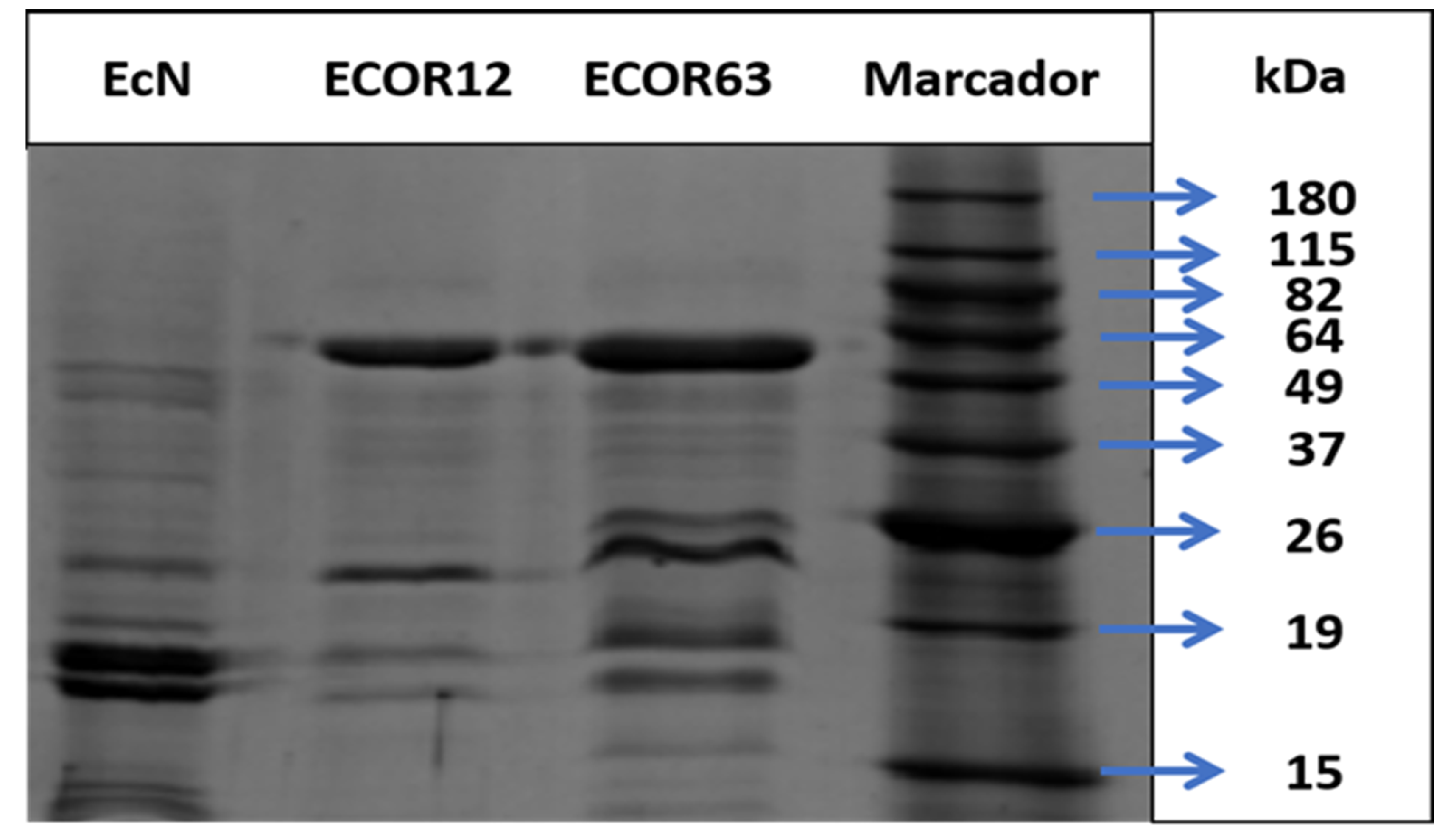 Preprints 190682 g006
