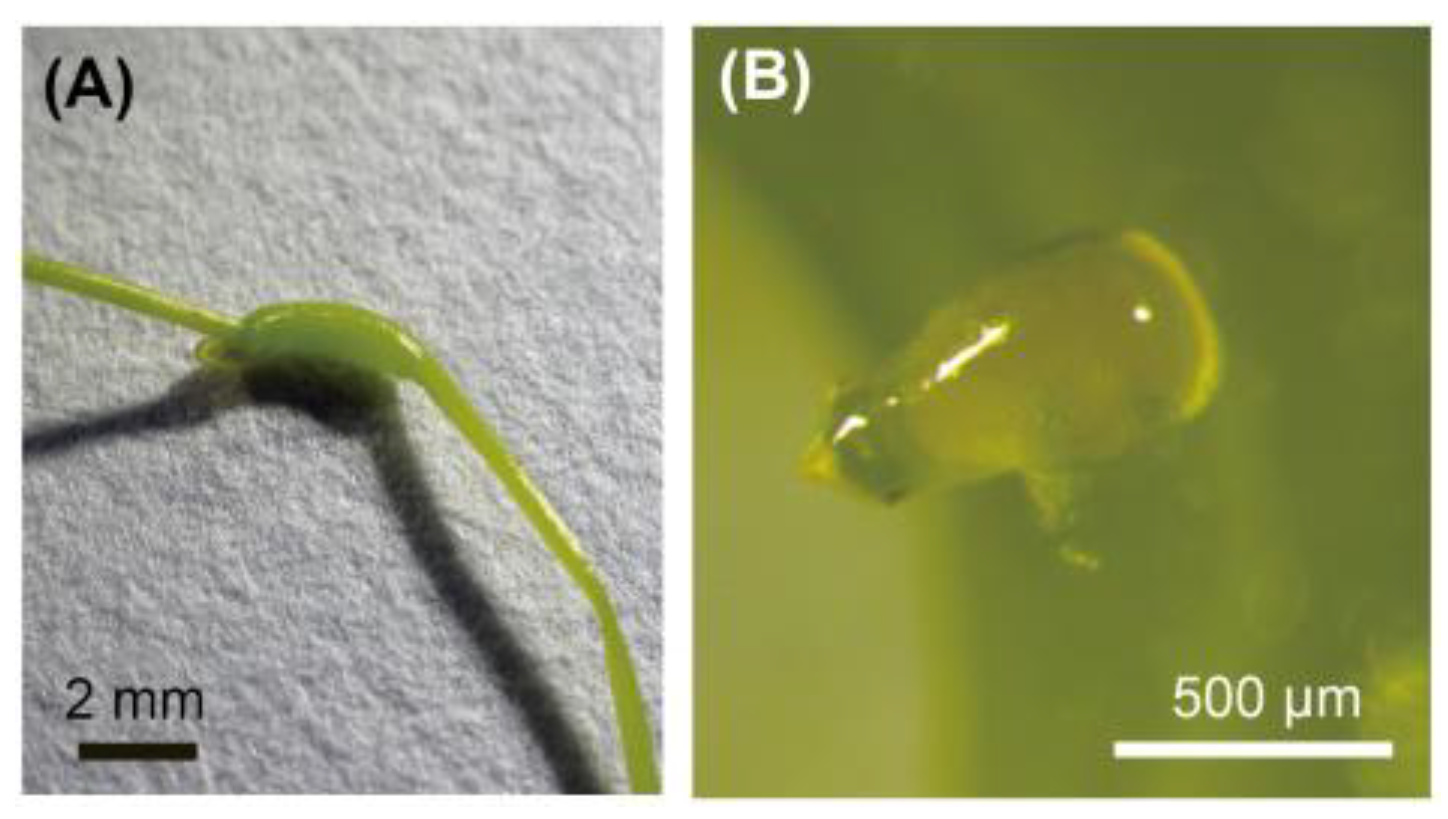 Preprints 92806 g001