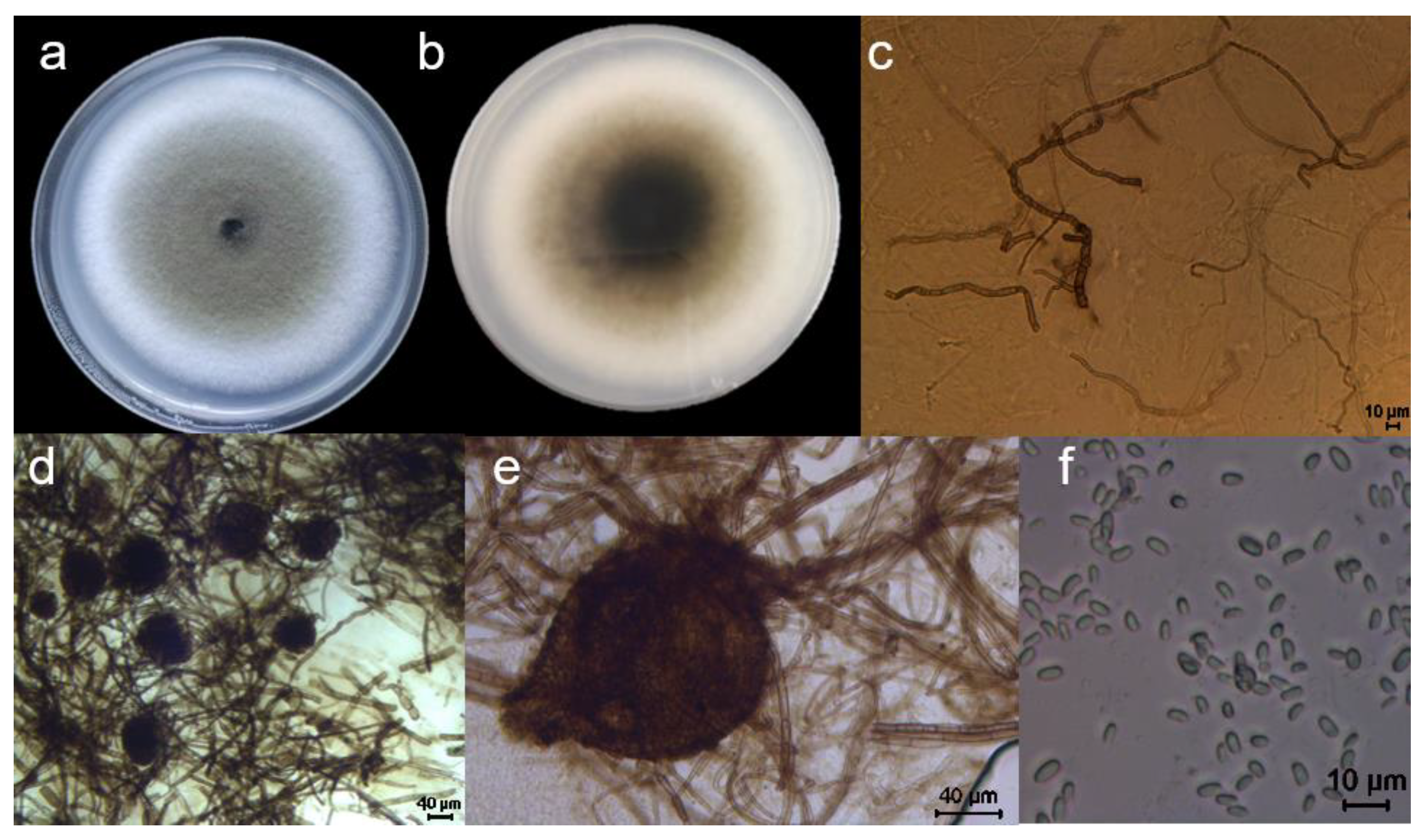 Preprints 105817 g006