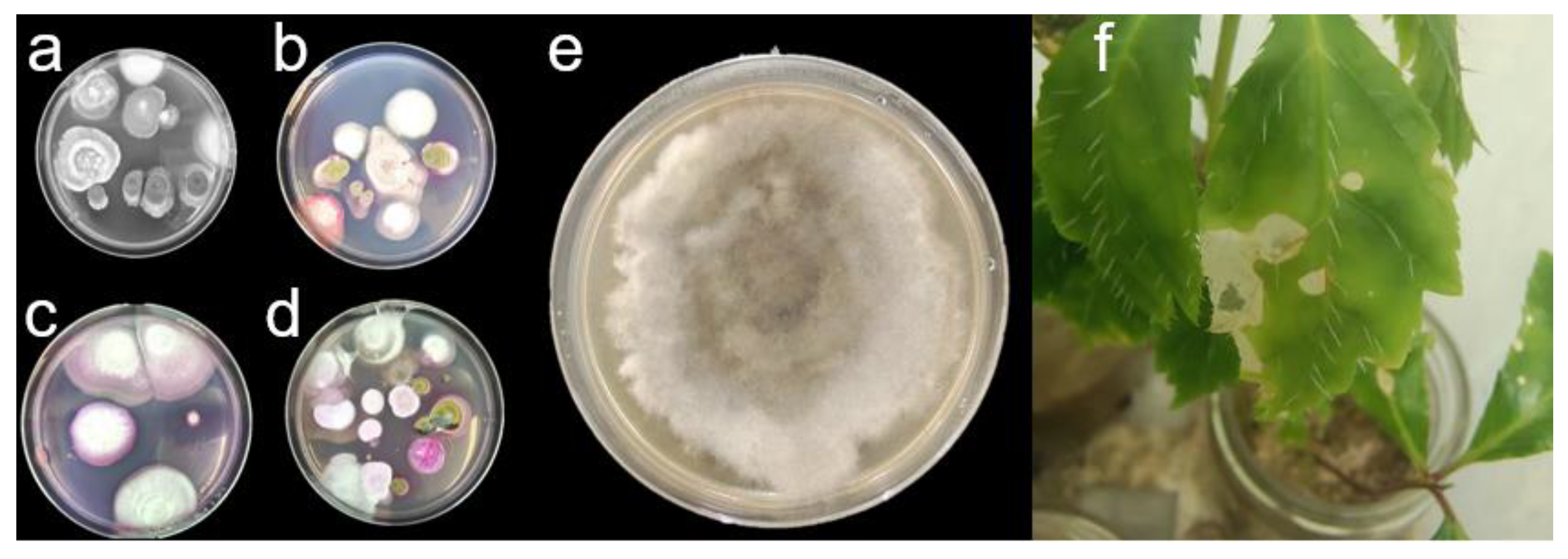 Preprints 105817 g009