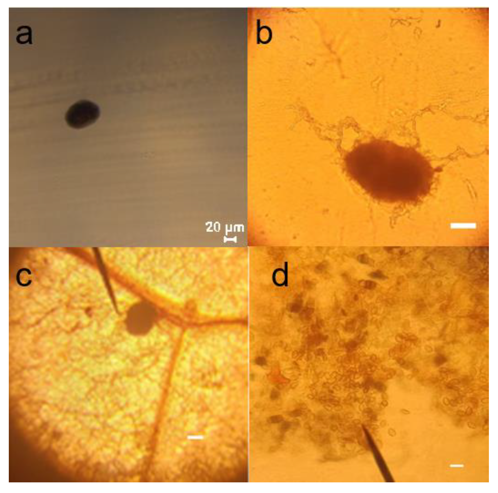Preprints 105817 g012