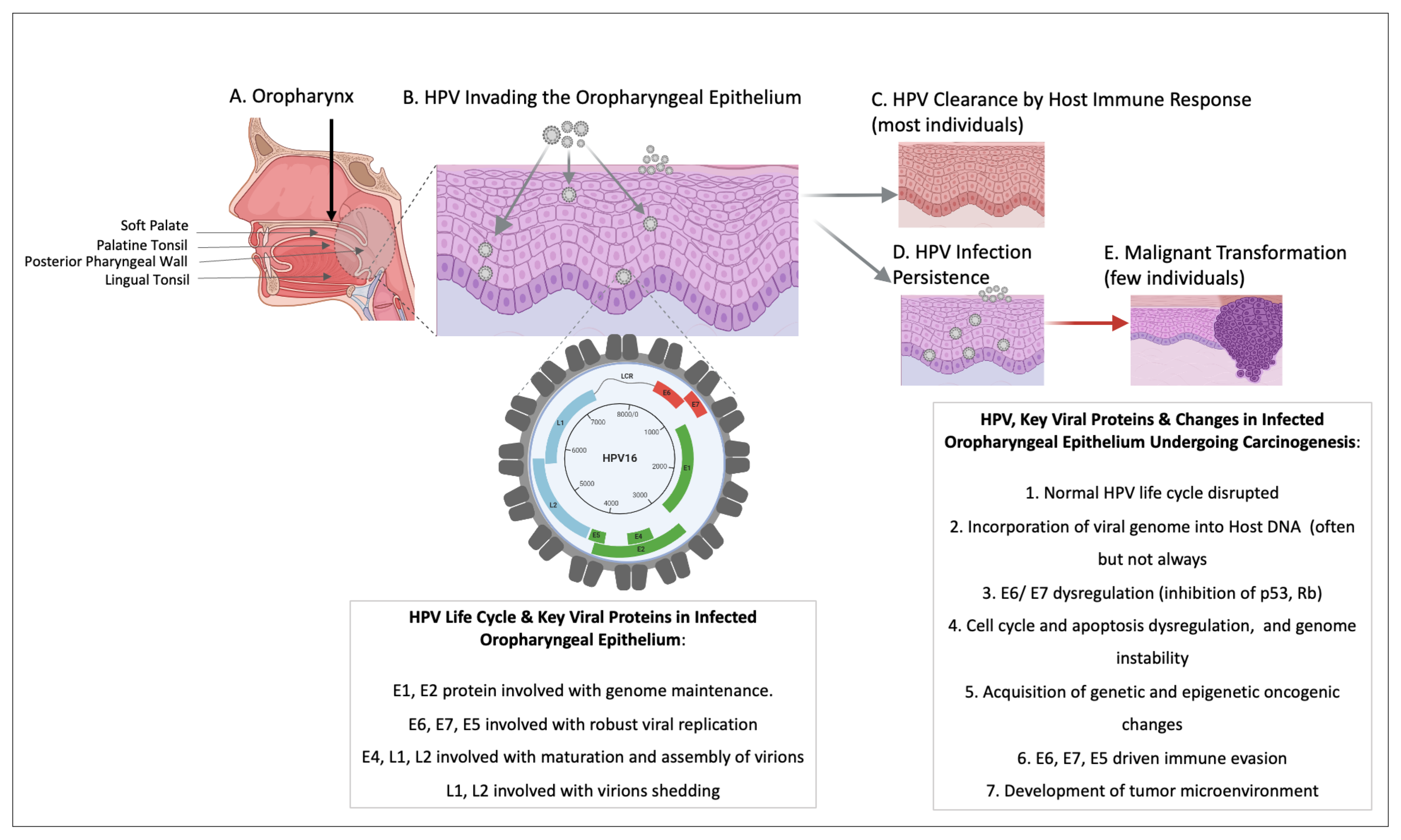 Preprints 110365 g001