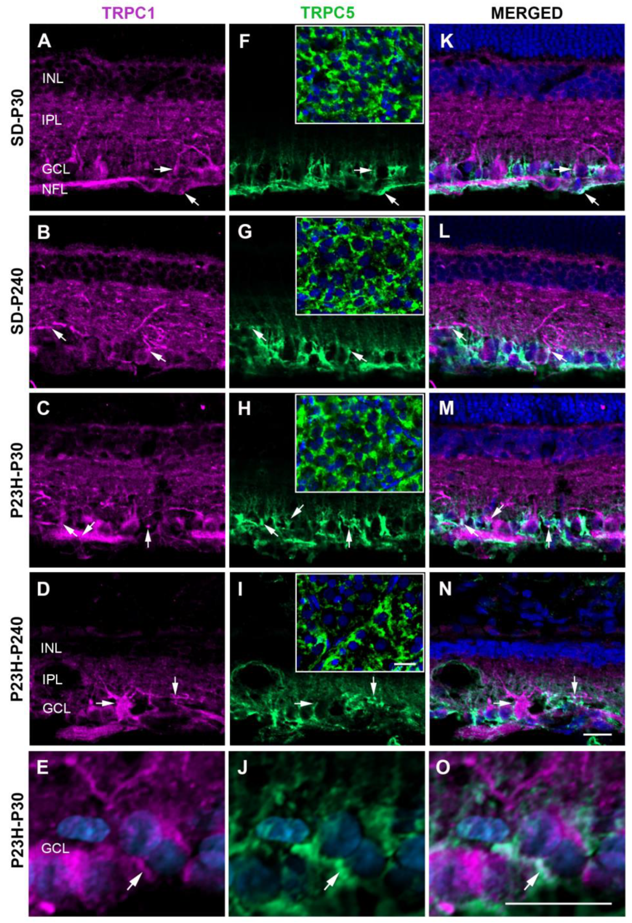 Preprints 108245 g001