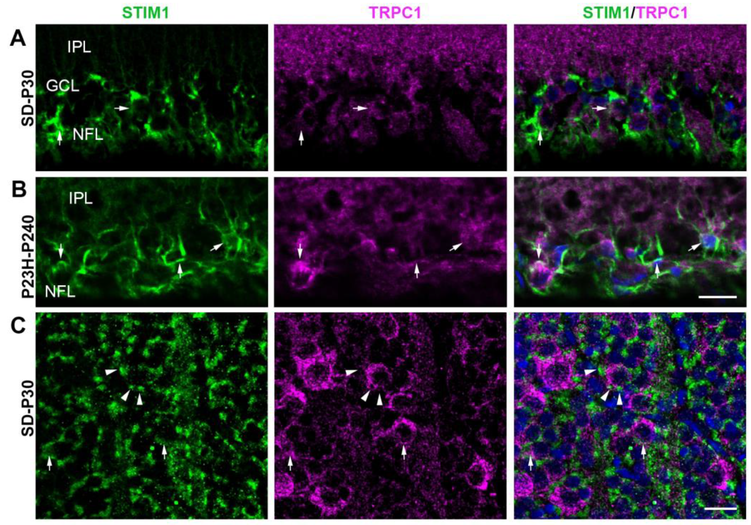 Preprints 108245 g005