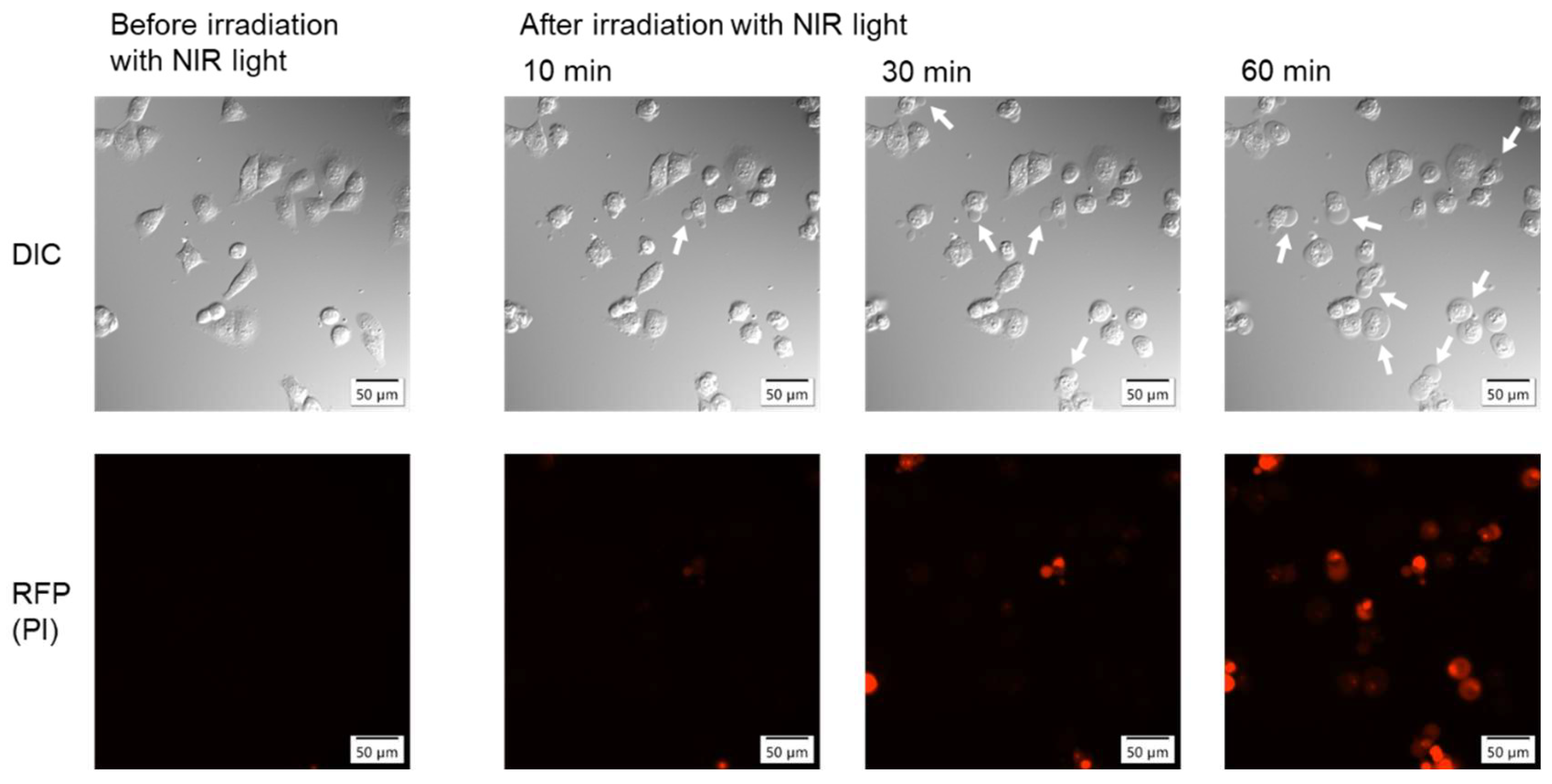 Preprints 182474 g003