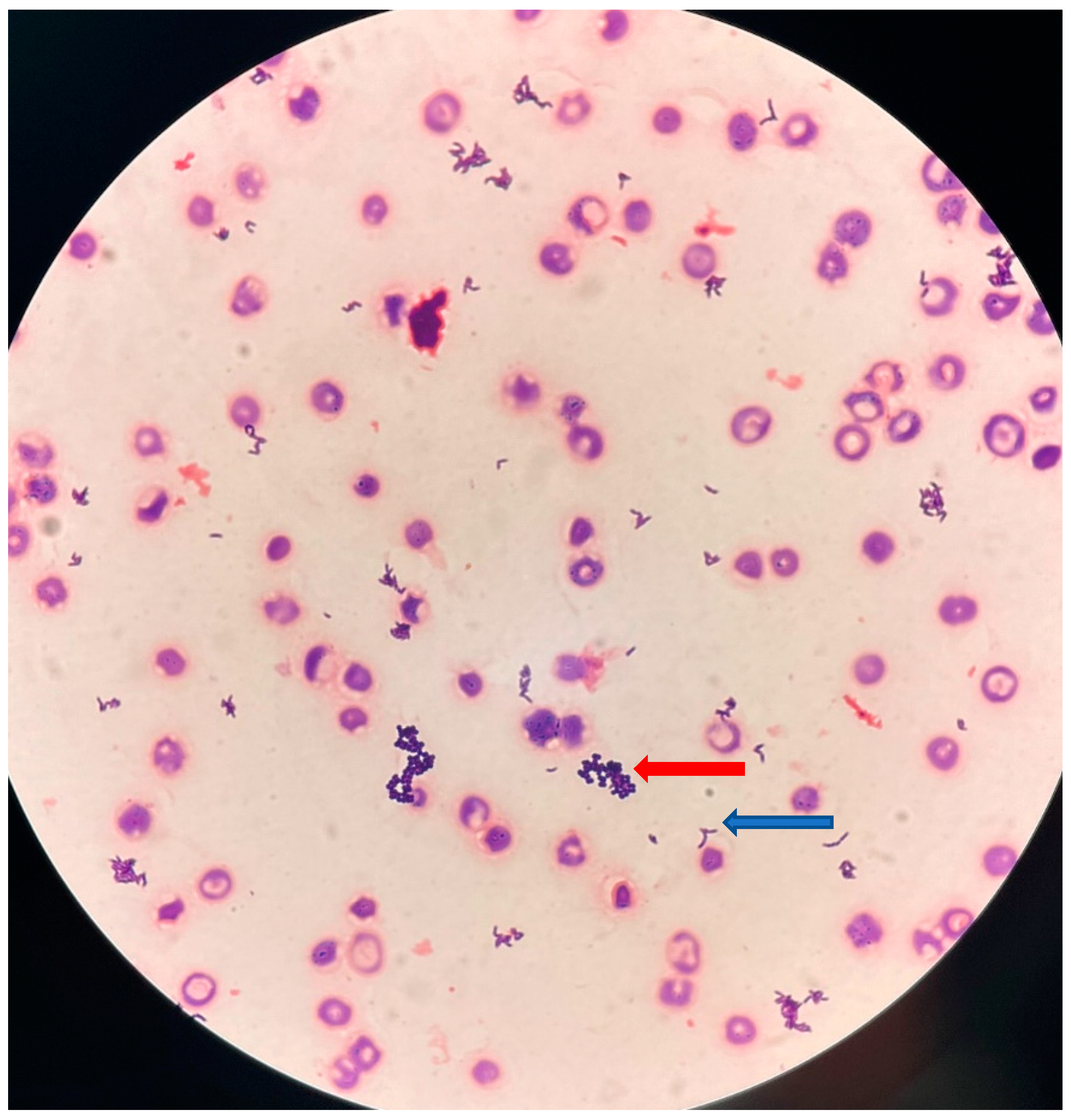 Preprints 89107 g001