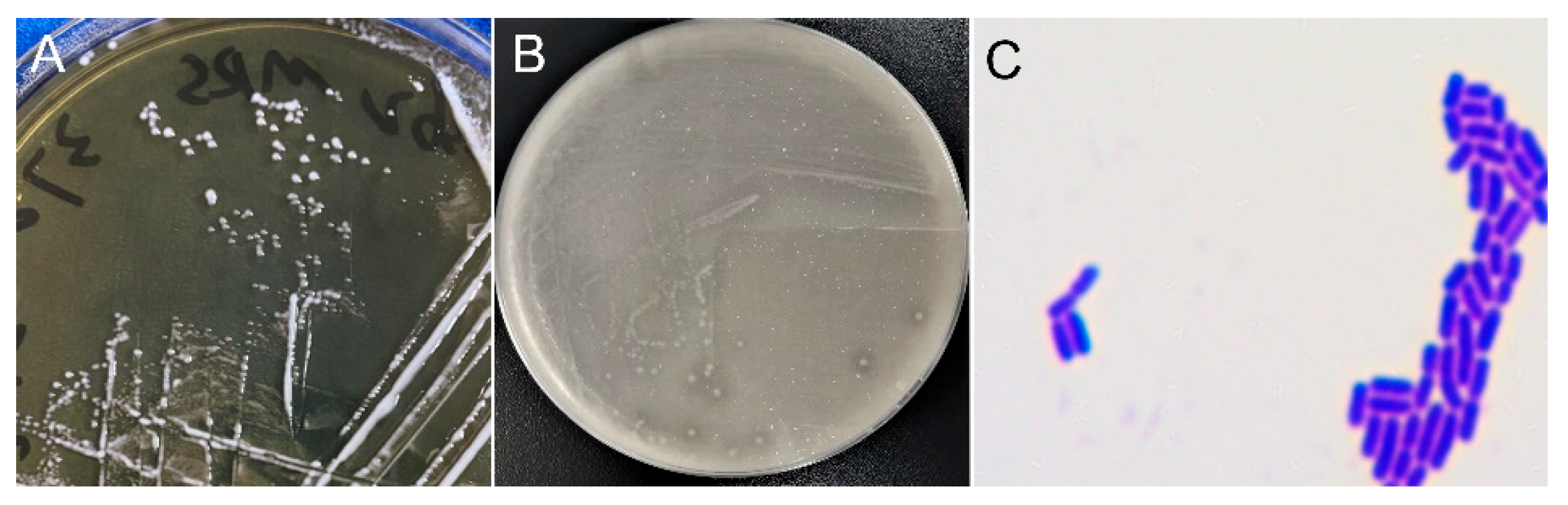 Preprints 167675 g002