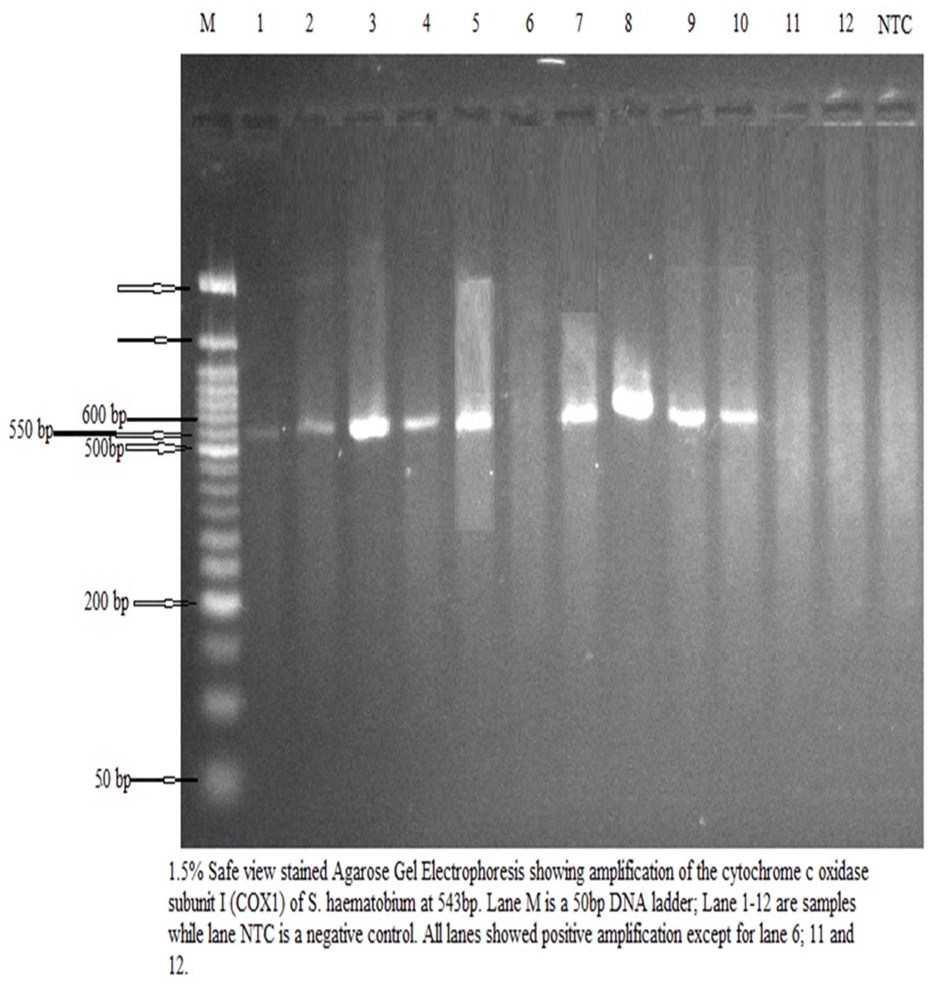 Preprints 153606 g001