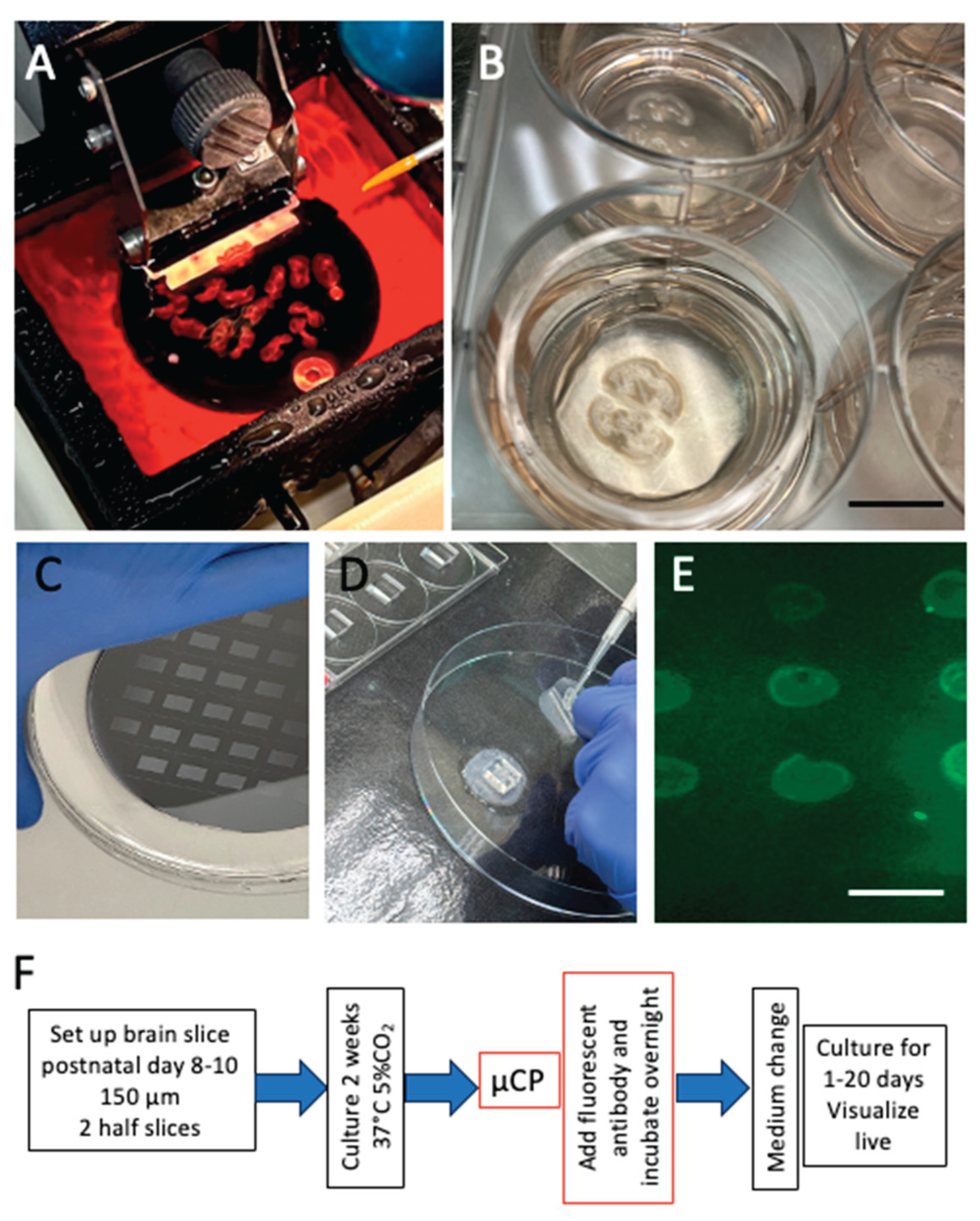 Preprints 200134 g001
