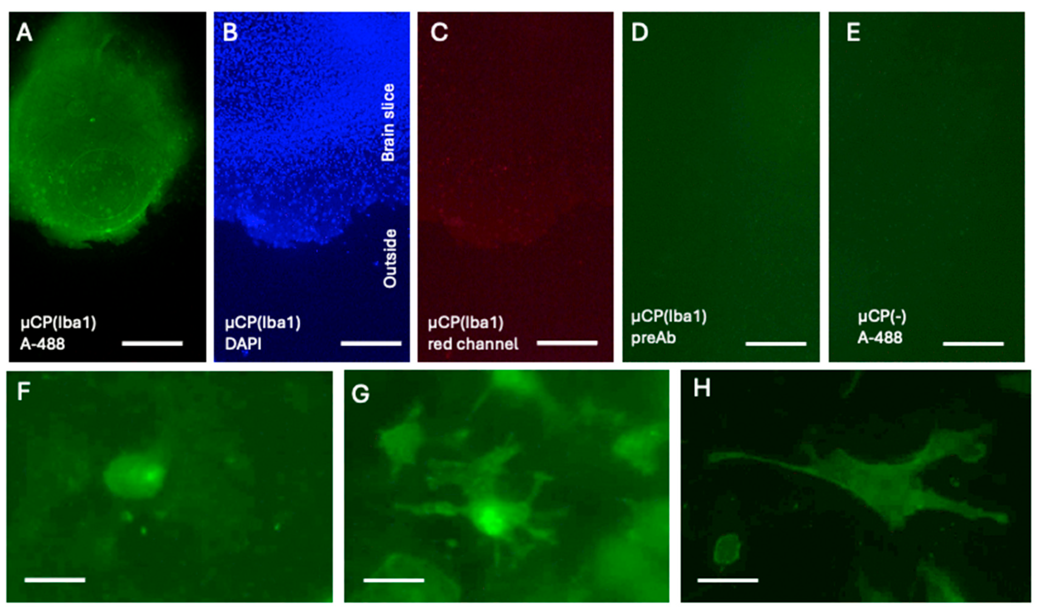 Preprints 200134 g002