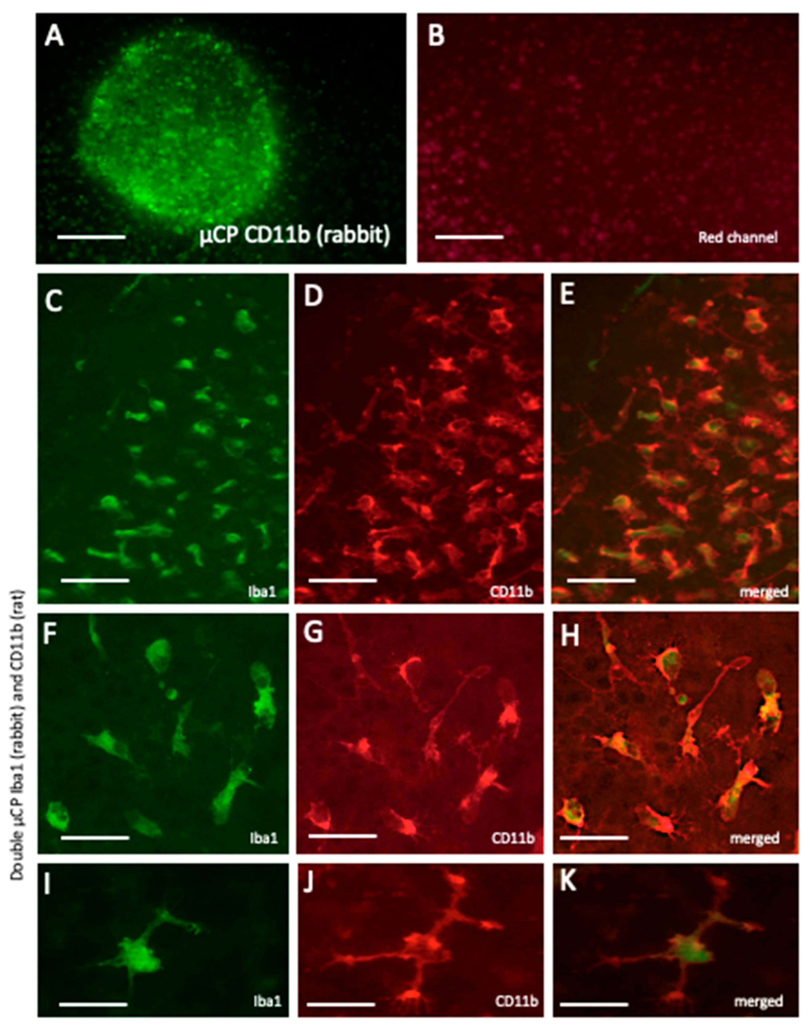 Preprints 200134 g006