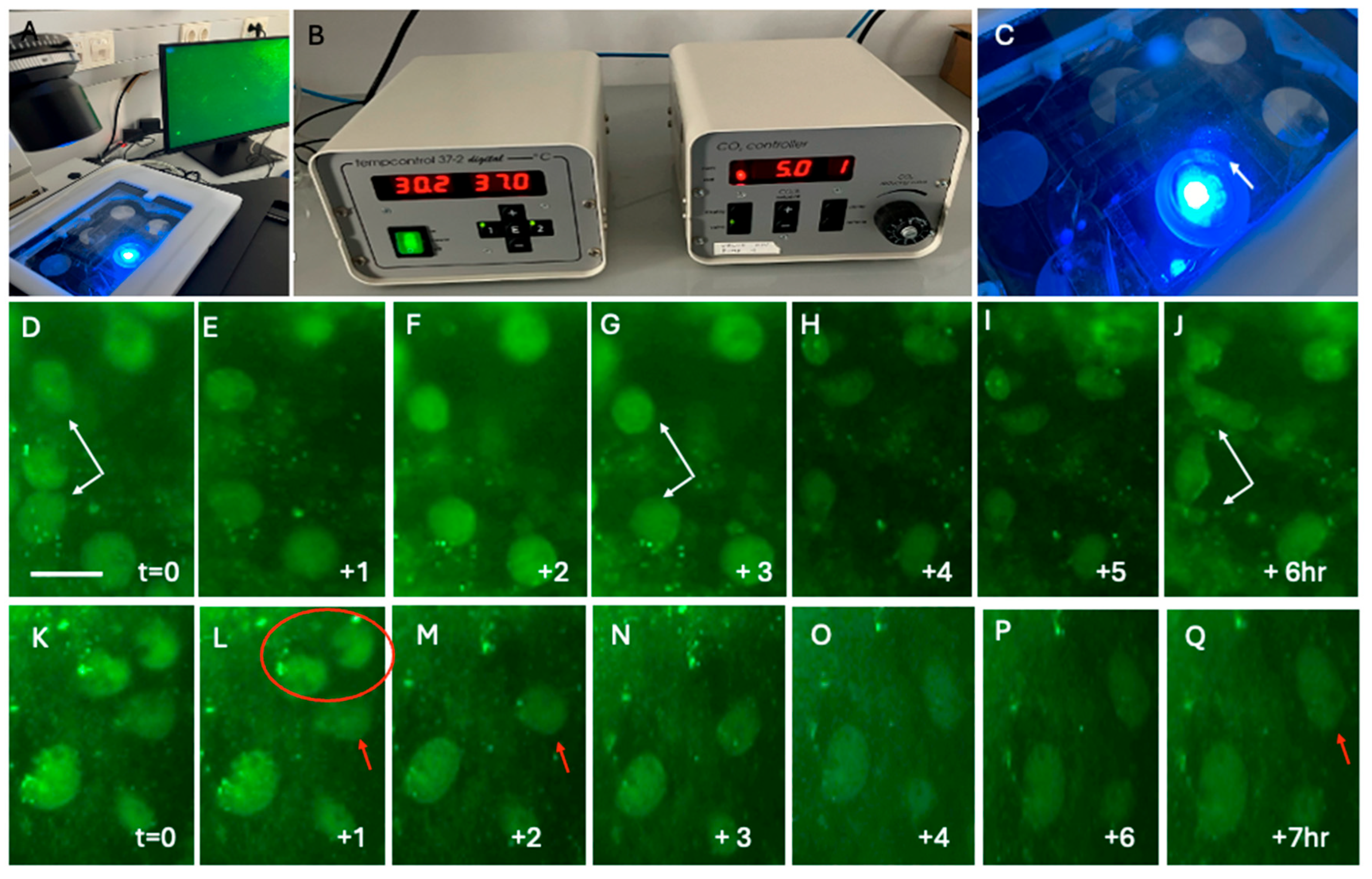 Preprints 200134 g007