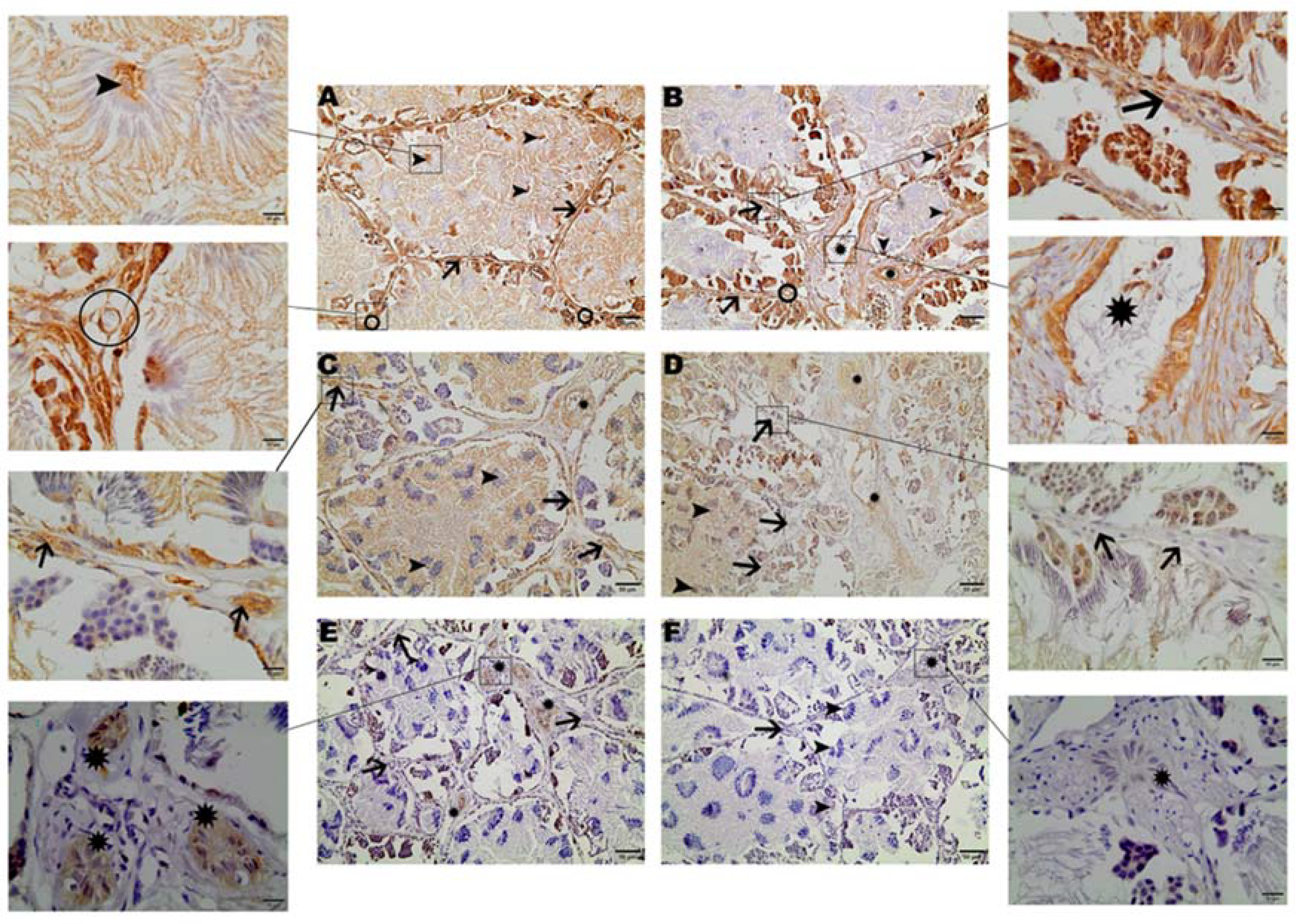 Preprints 115655 g001