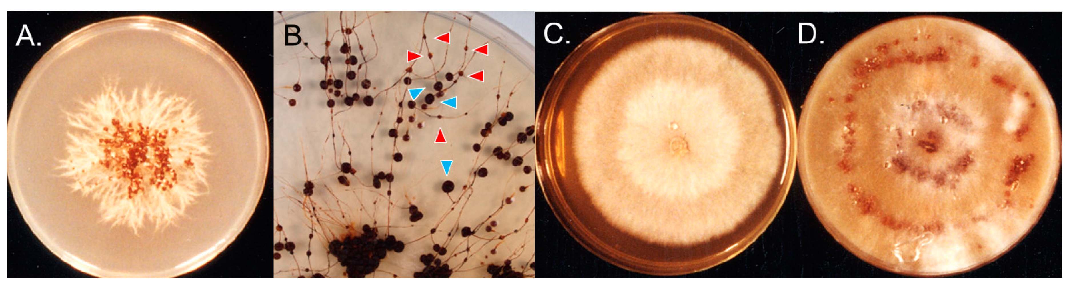 Preprints 77875 g002