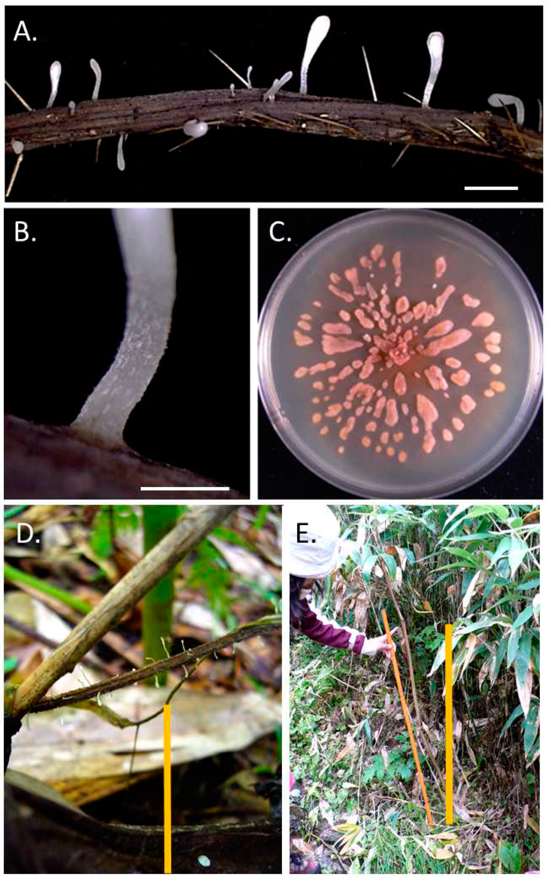 Preprints 77875 g004
