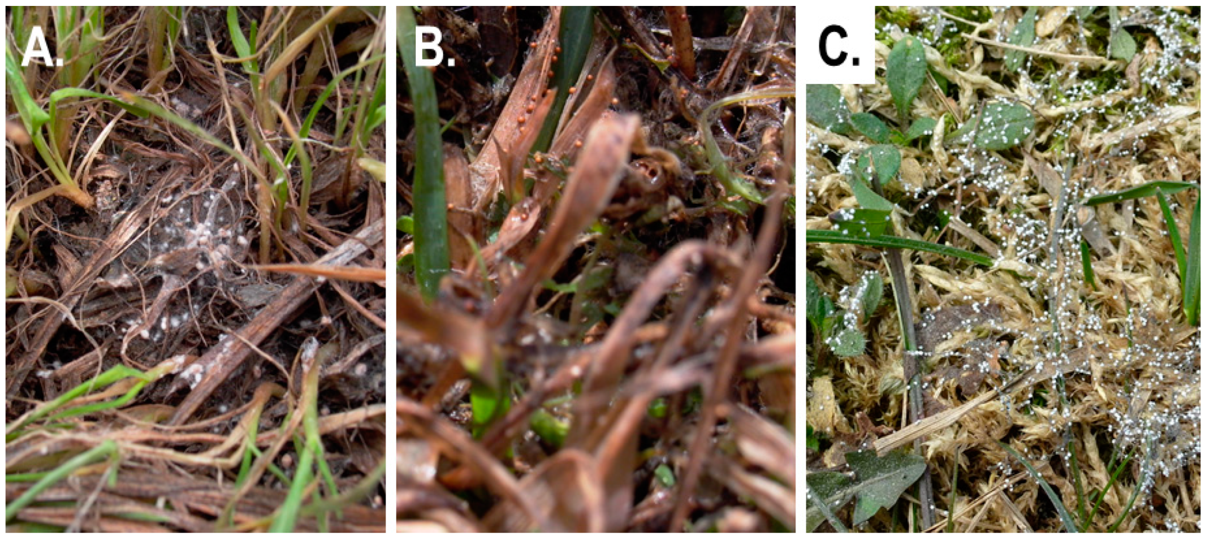 Preprints 77875 g007