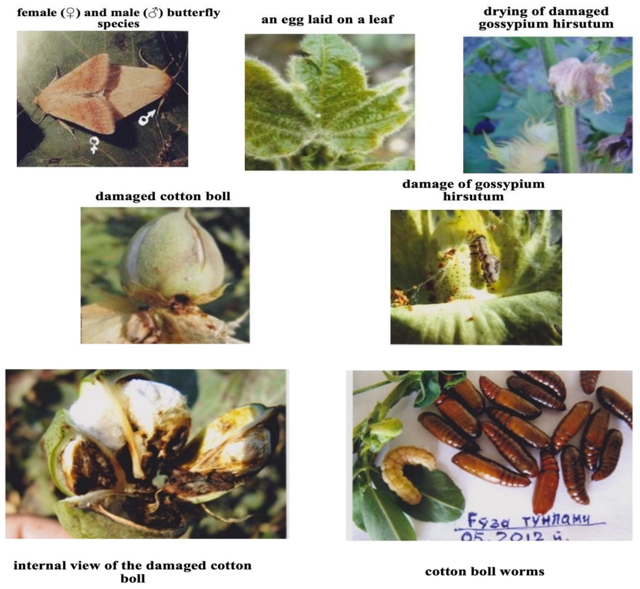 Preprints 77119 g001