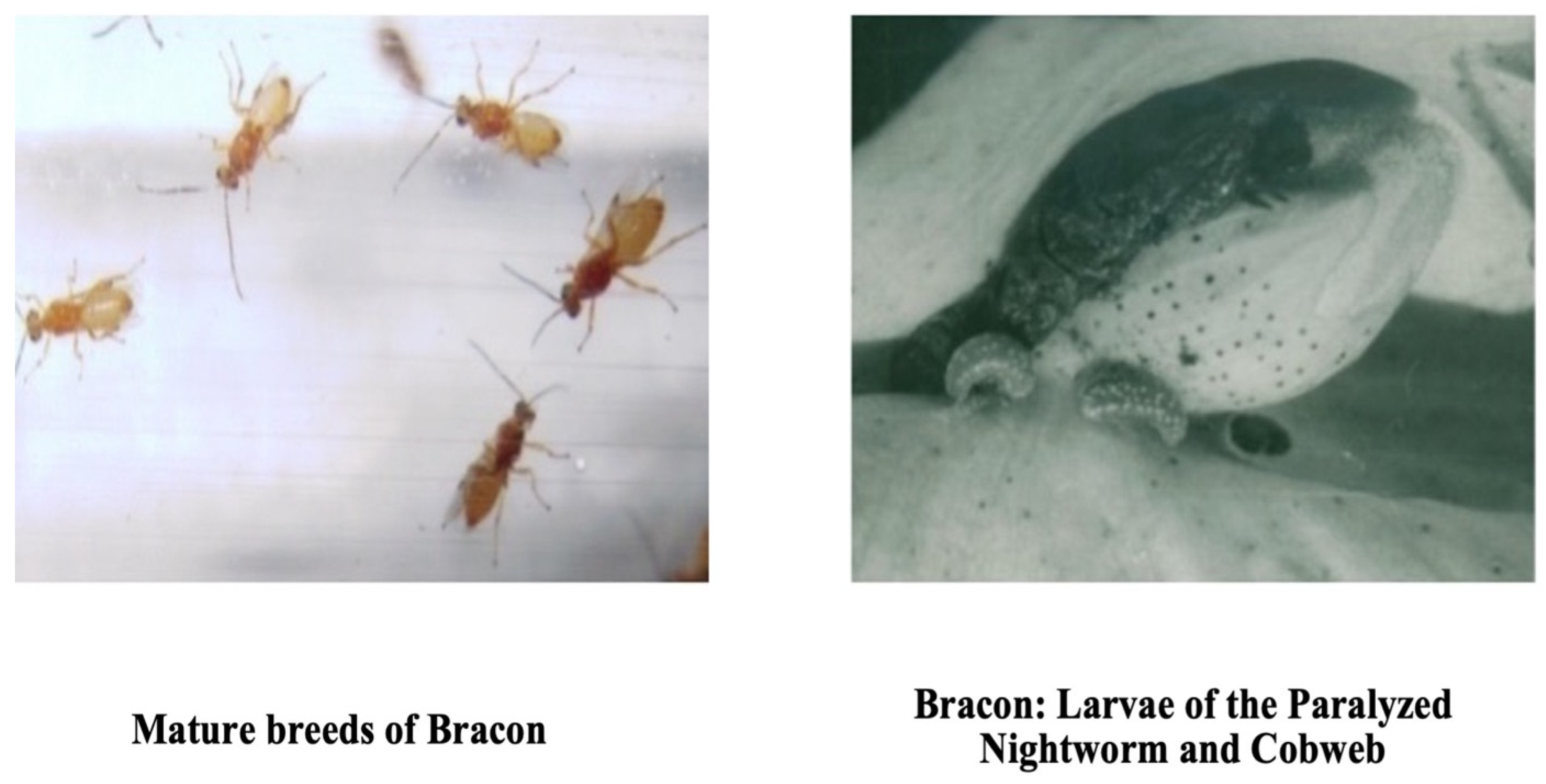 Preprints 77119 g004