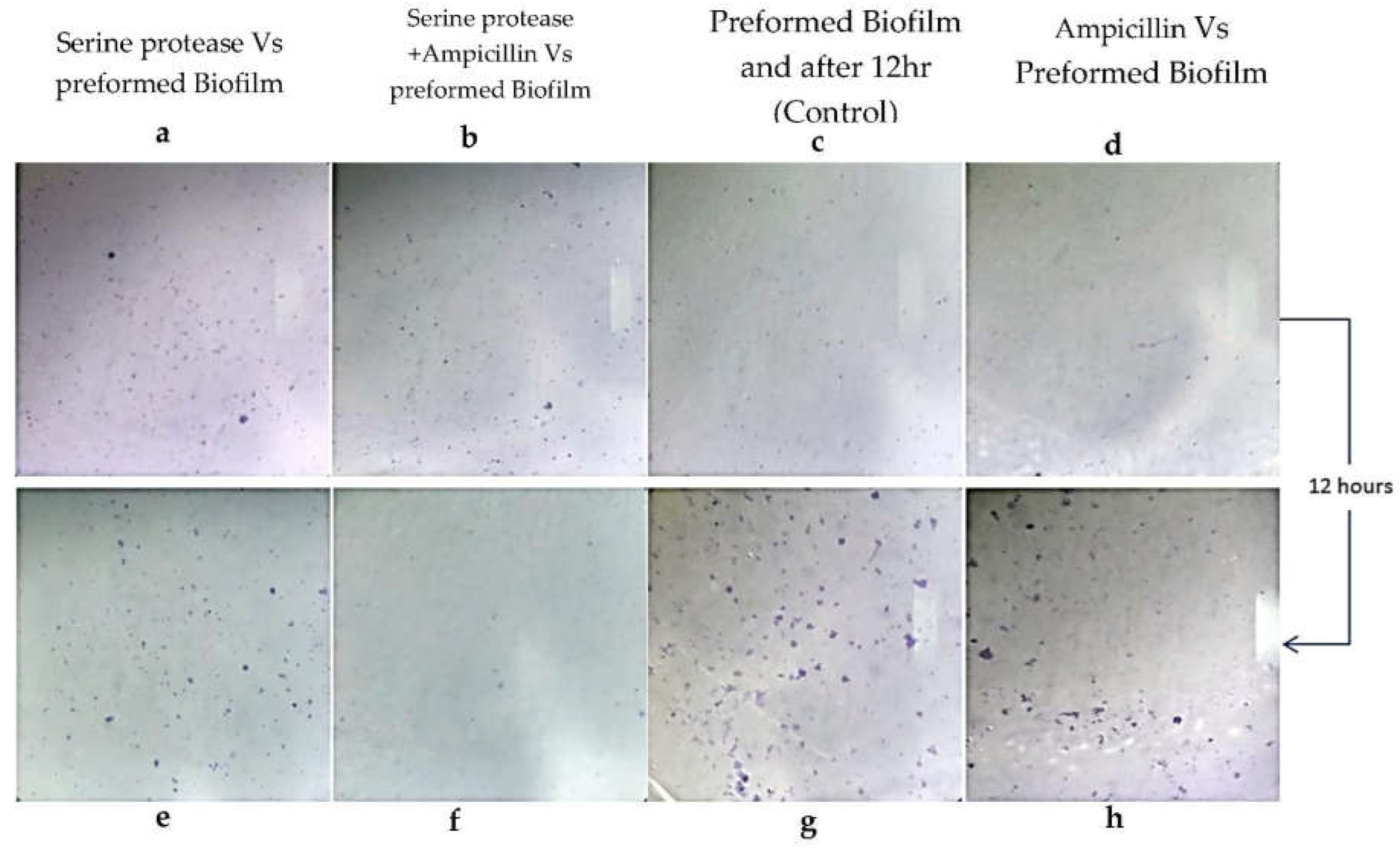 Preprints 155031 g004
