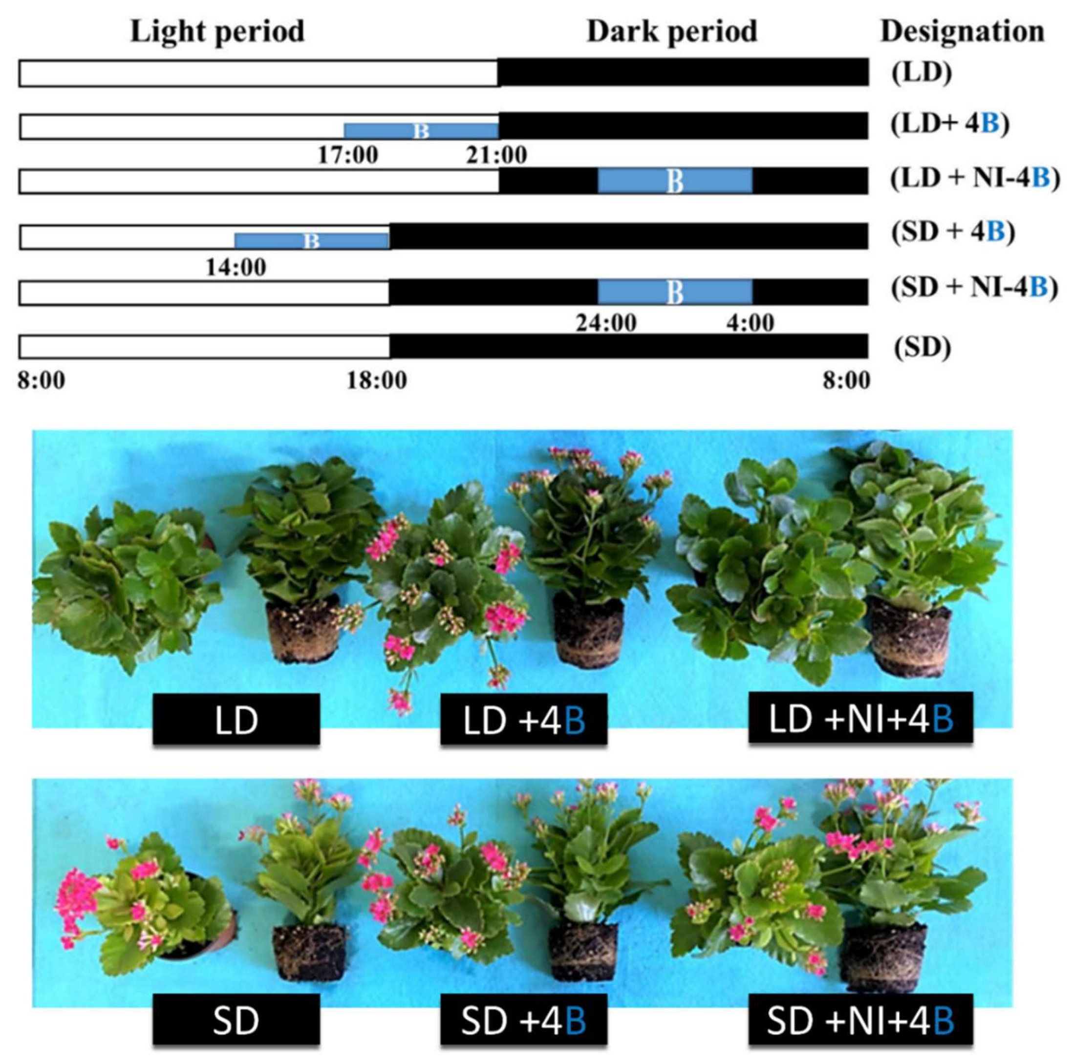 yun様 Advancing Light-Mediated Technology in Plant Growth and