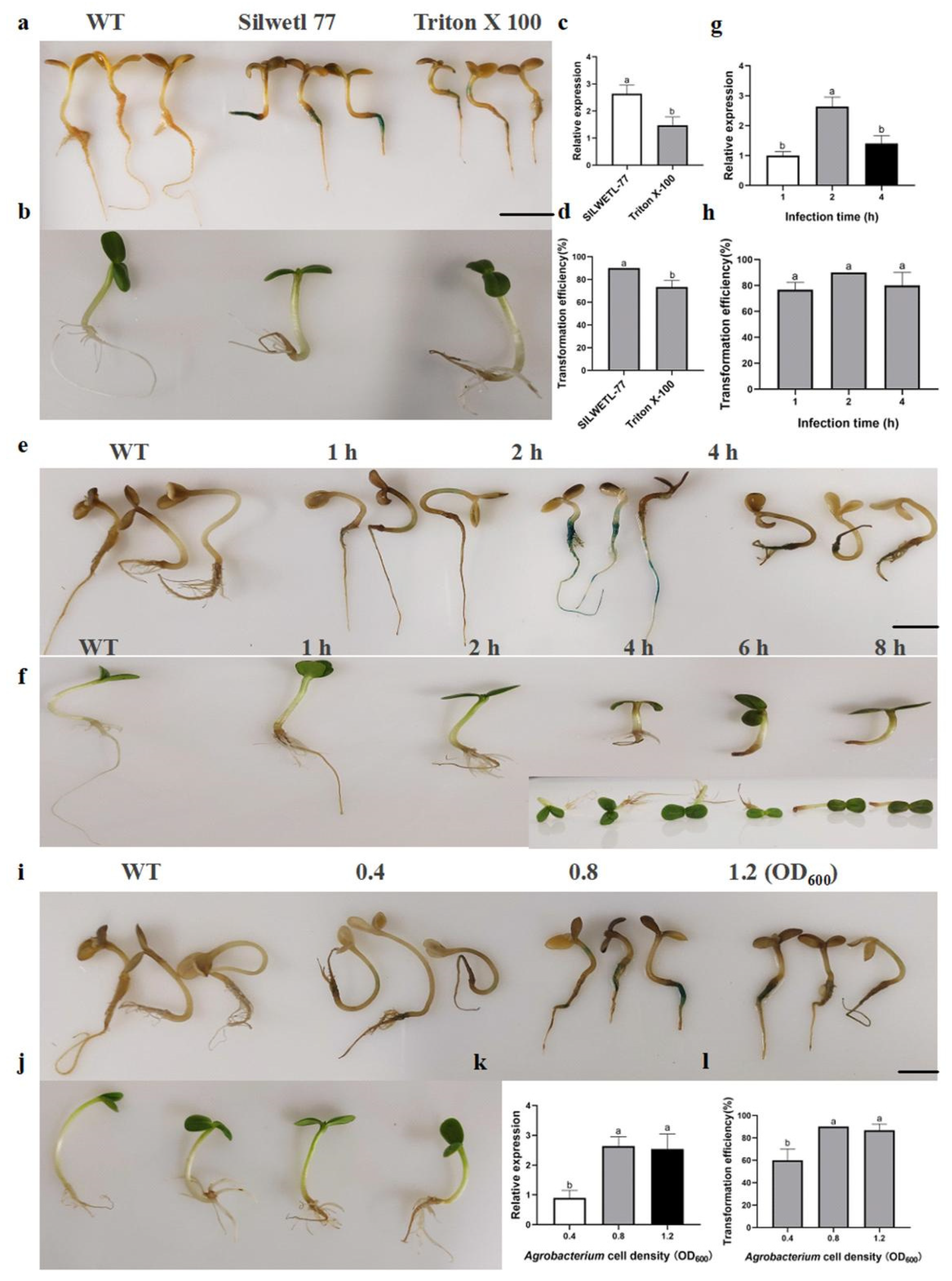 Preprints 146048 g001