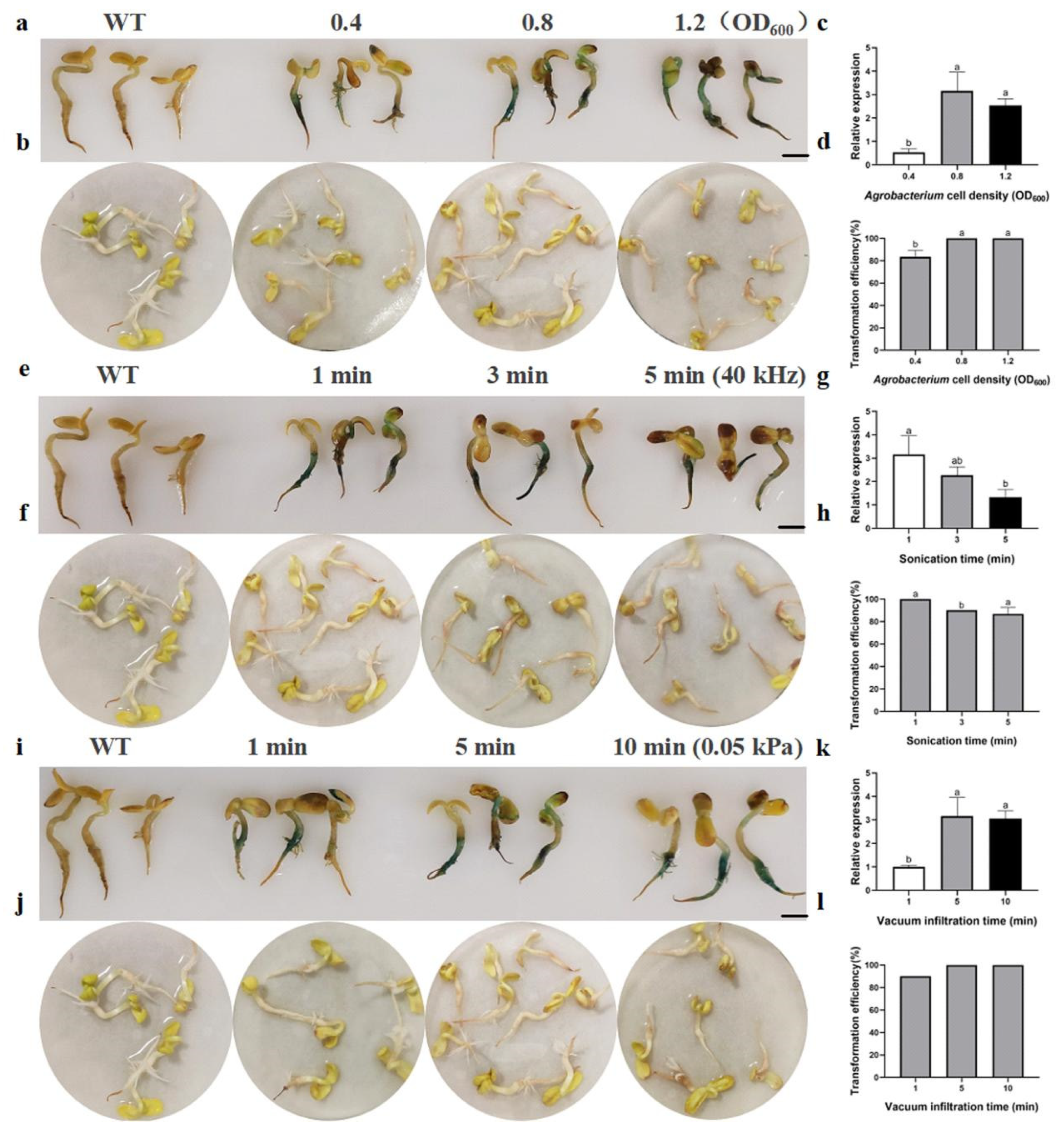 Preprints 146048 g003