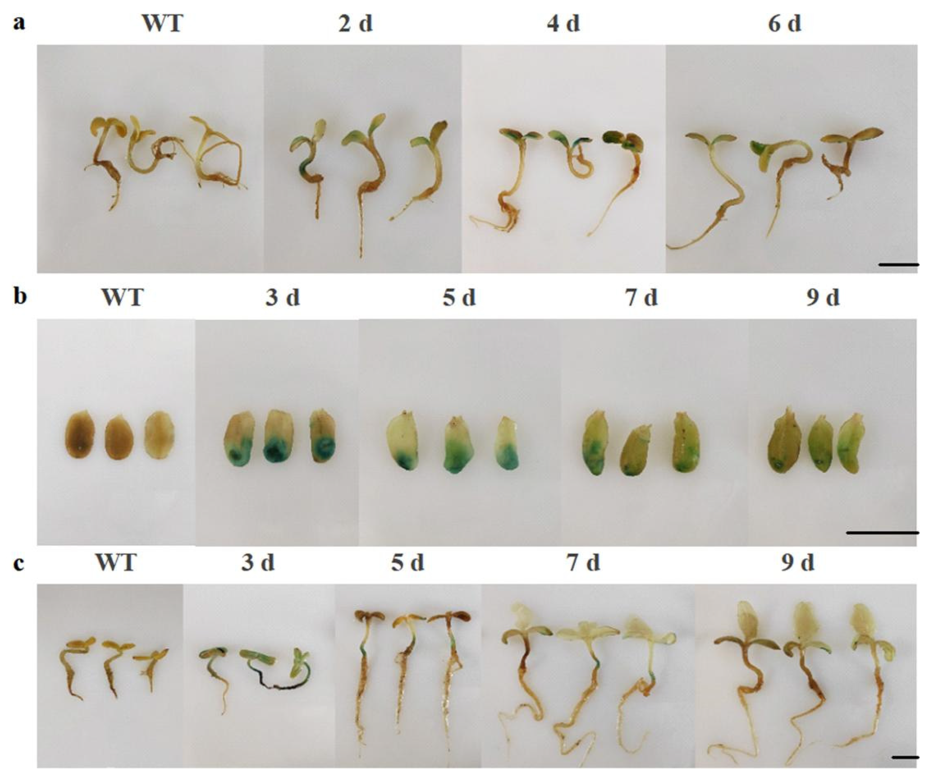 Preprints 146048 g004