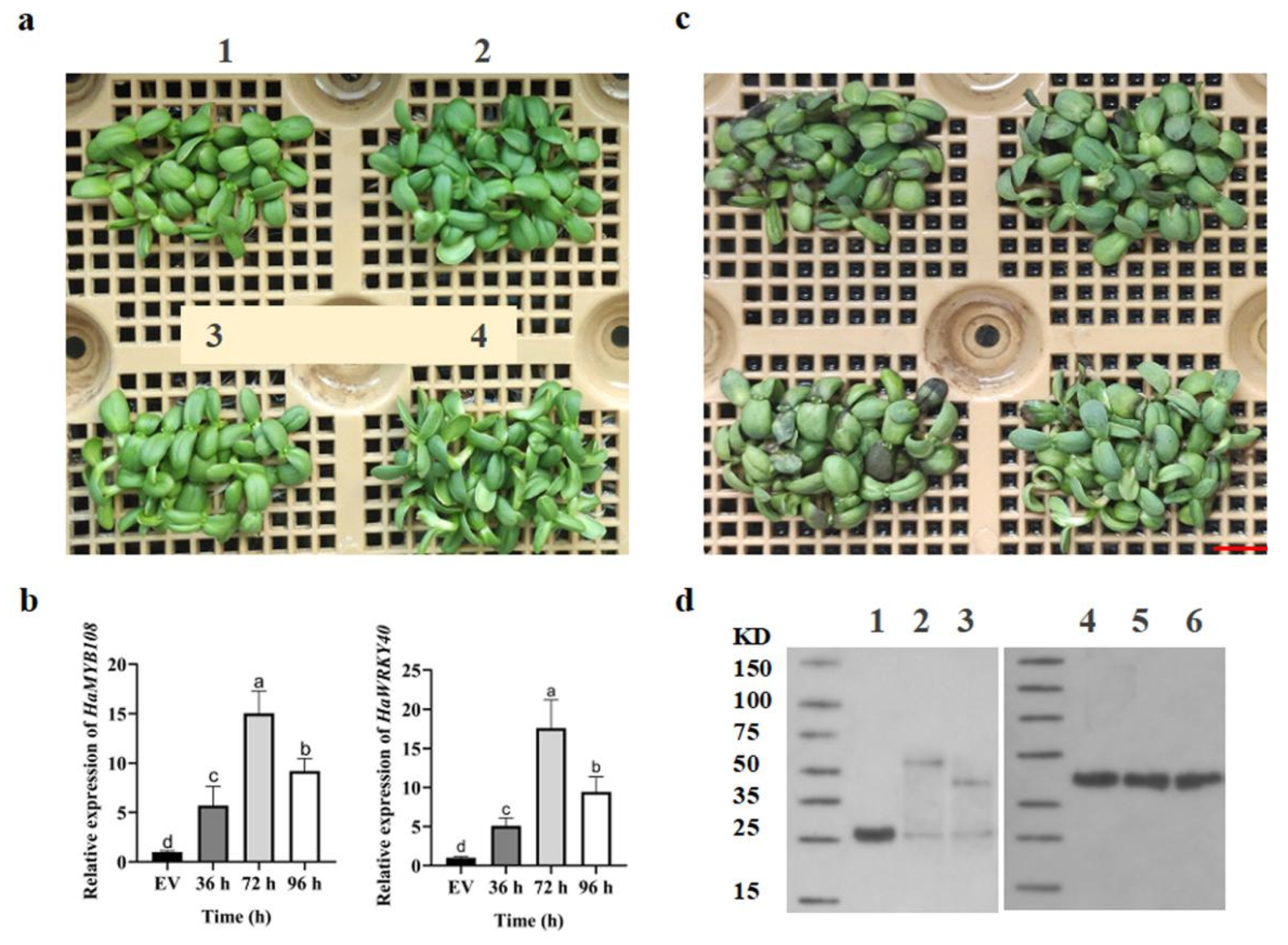 Preprints 146048 g005