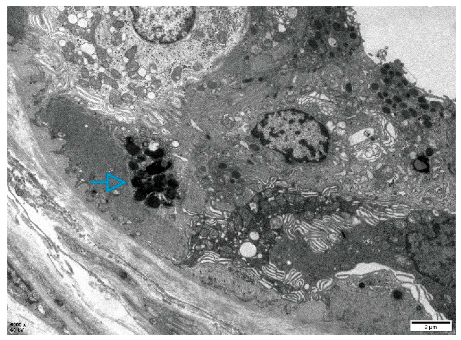 Preprints 191228 g002