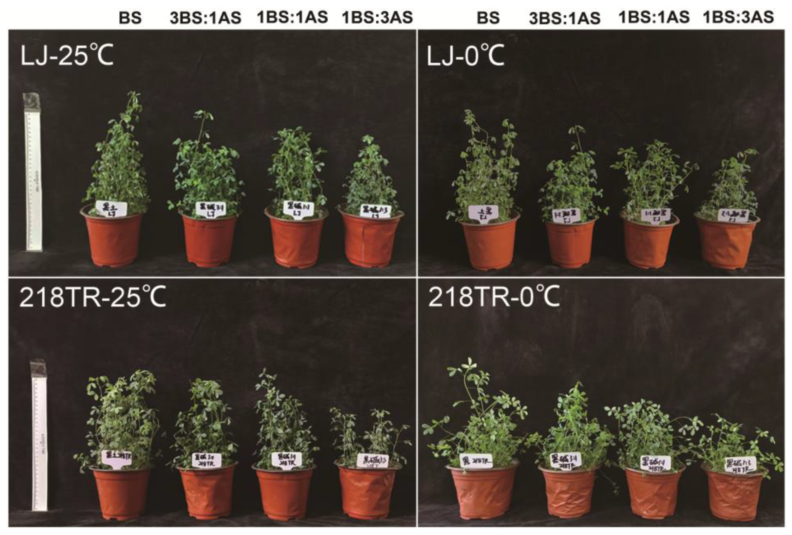 Preprints 184975 g001