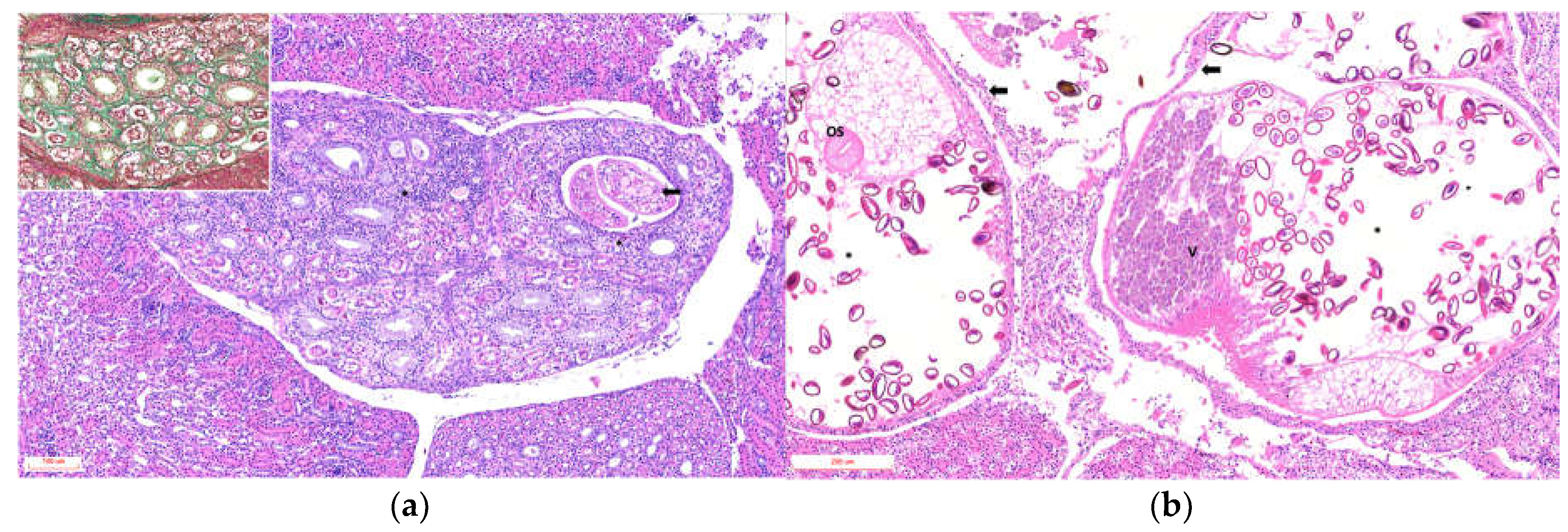Preprints 192354 g002