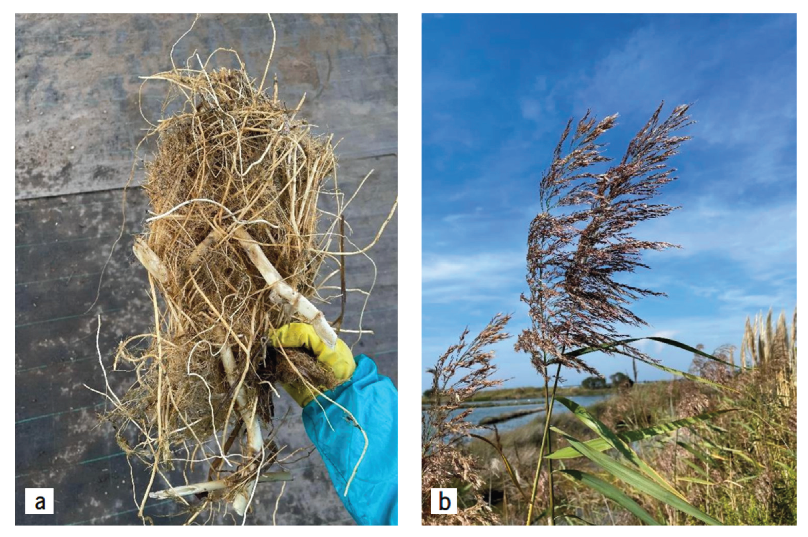 Preprints 179094 g005