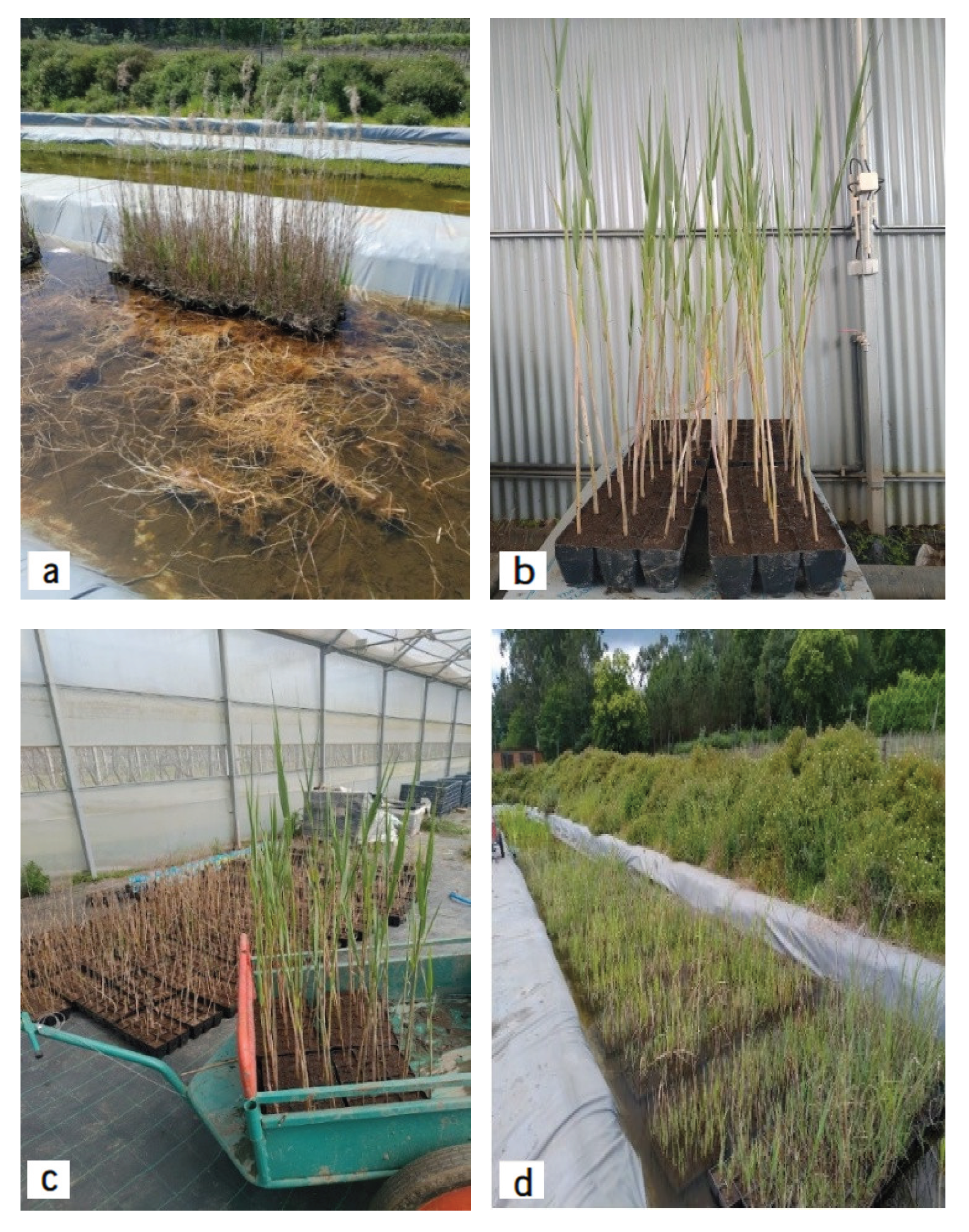 Preprints 179094 g006