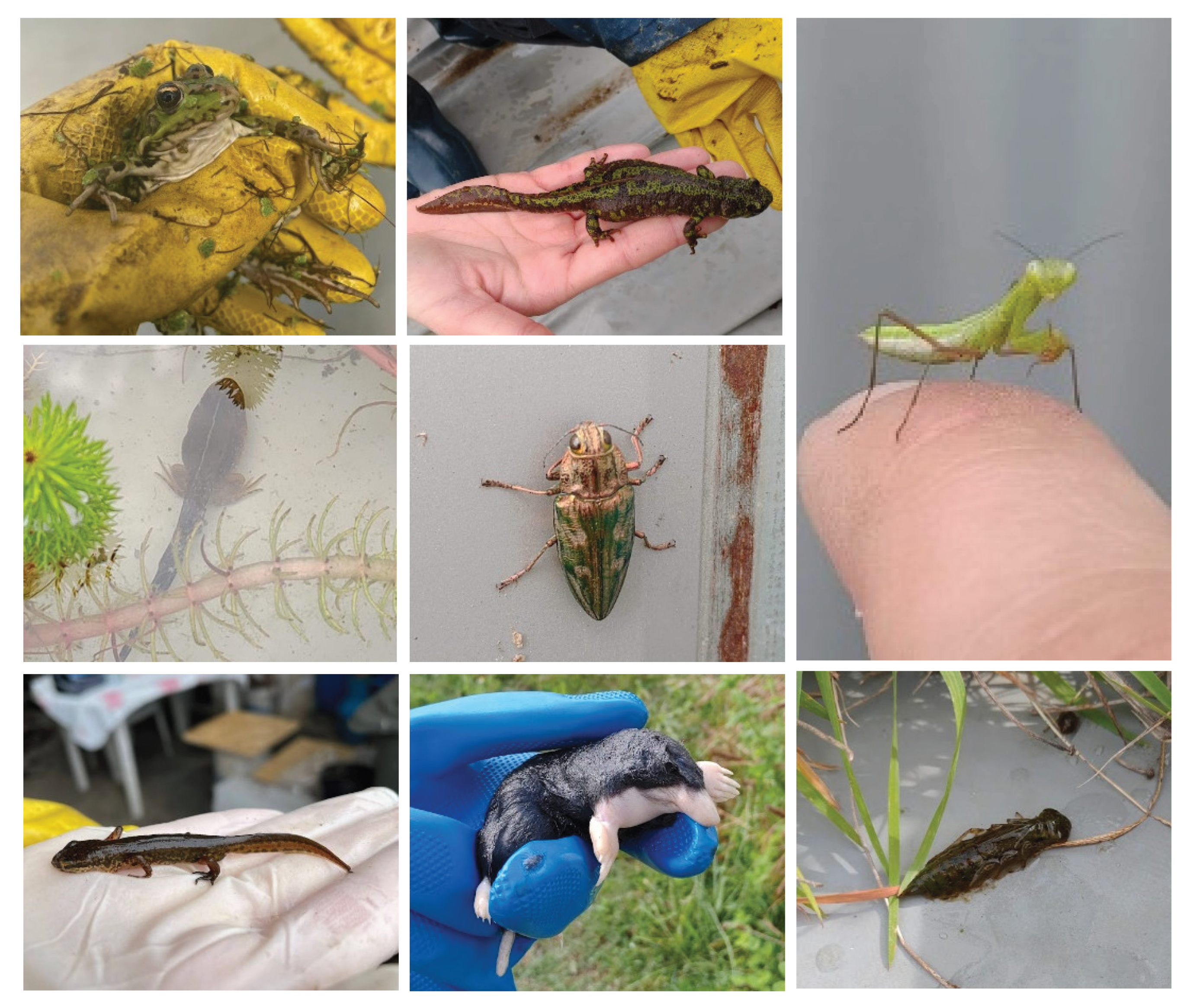 Preprints 179094 g007