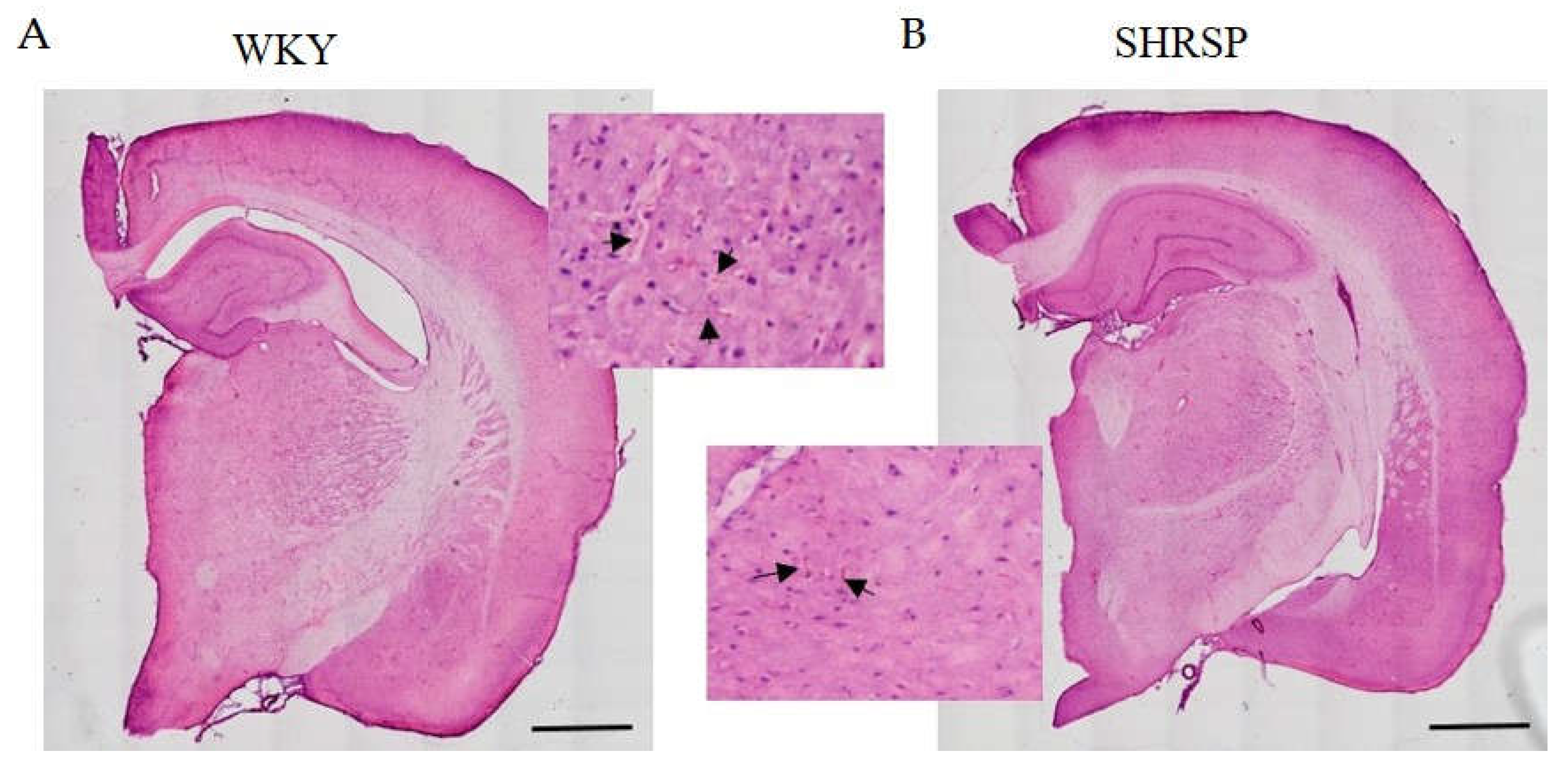 Preprints 154438 g007