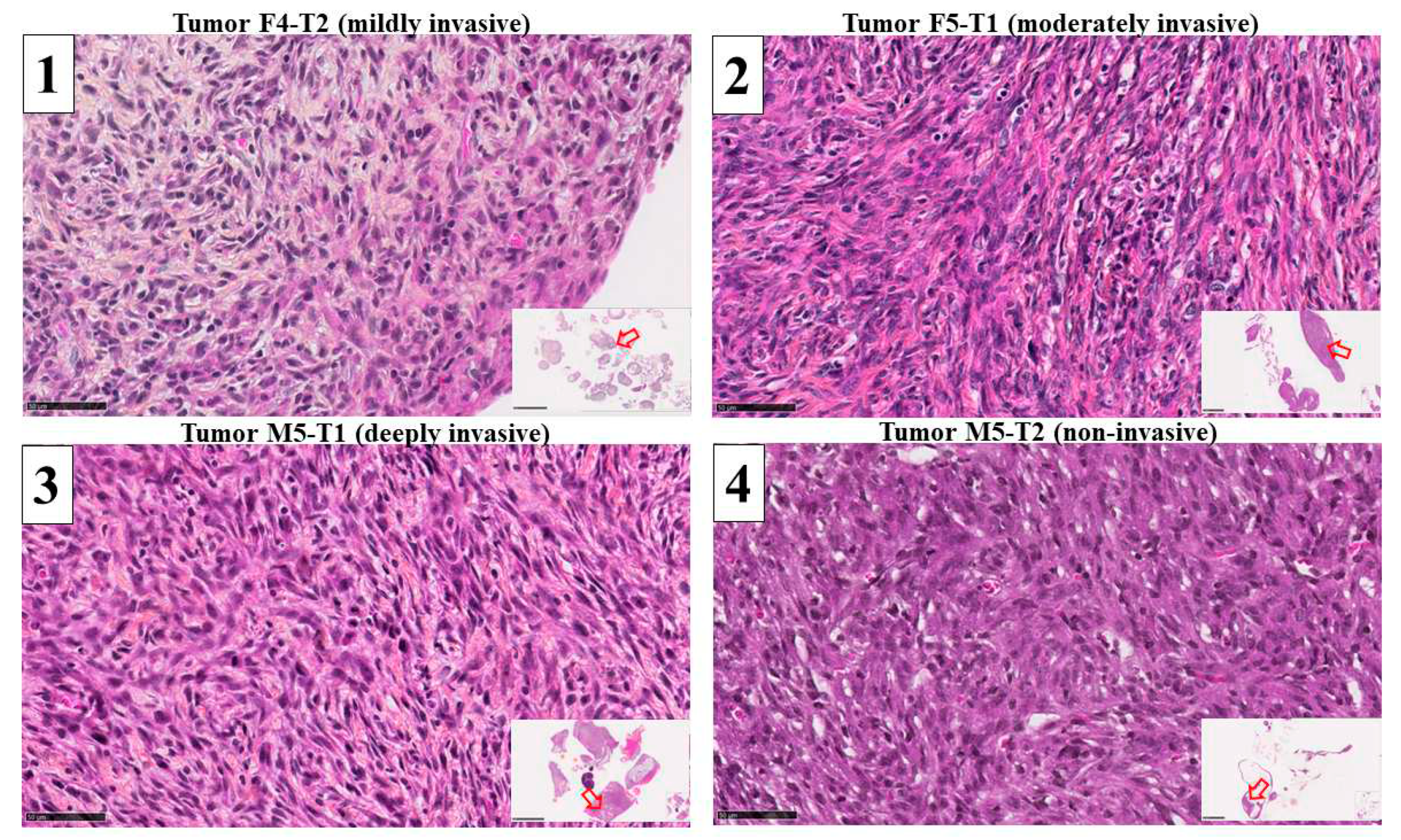 Preprints 73537 g001