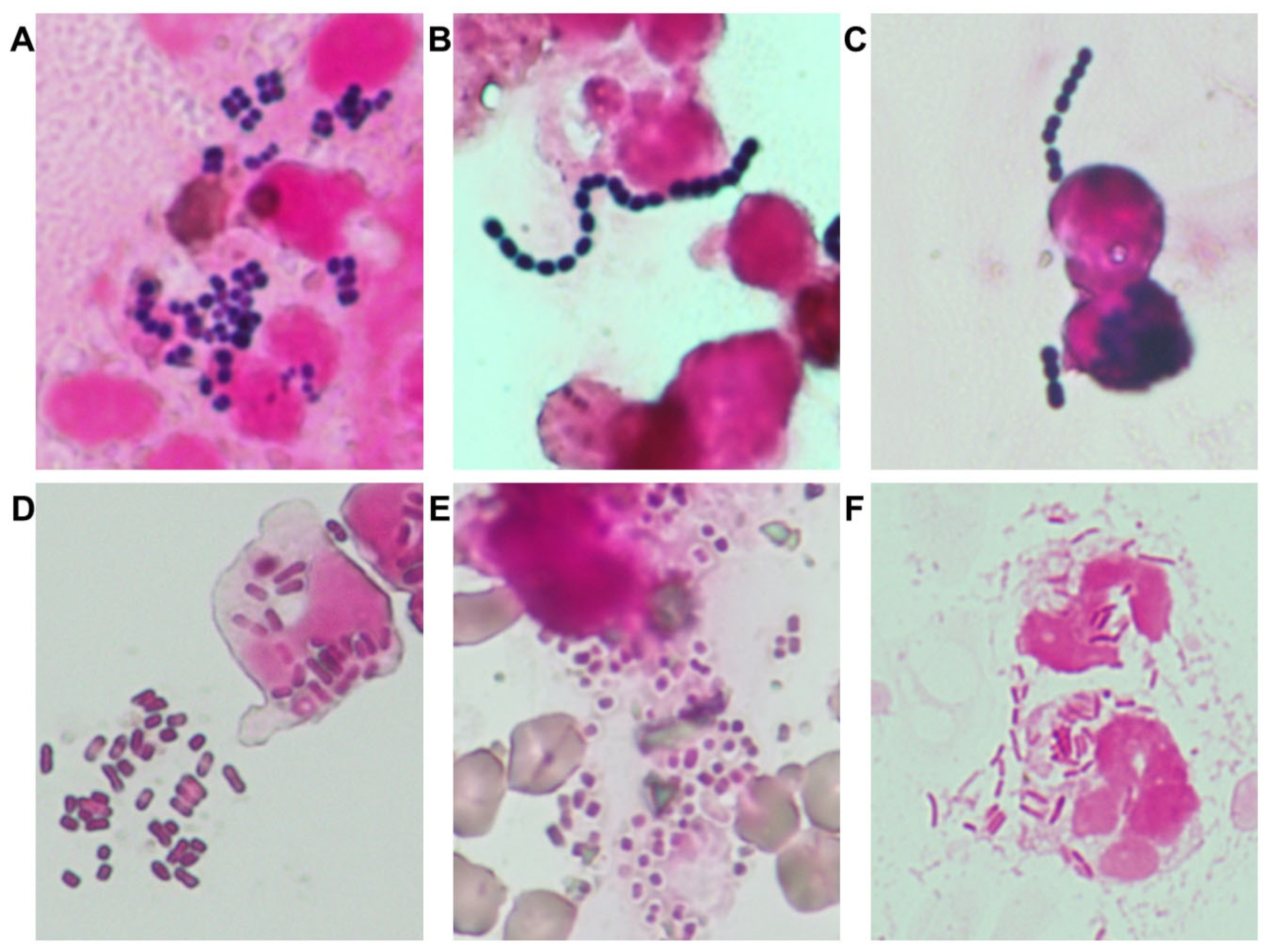 Preprints 165718 g001