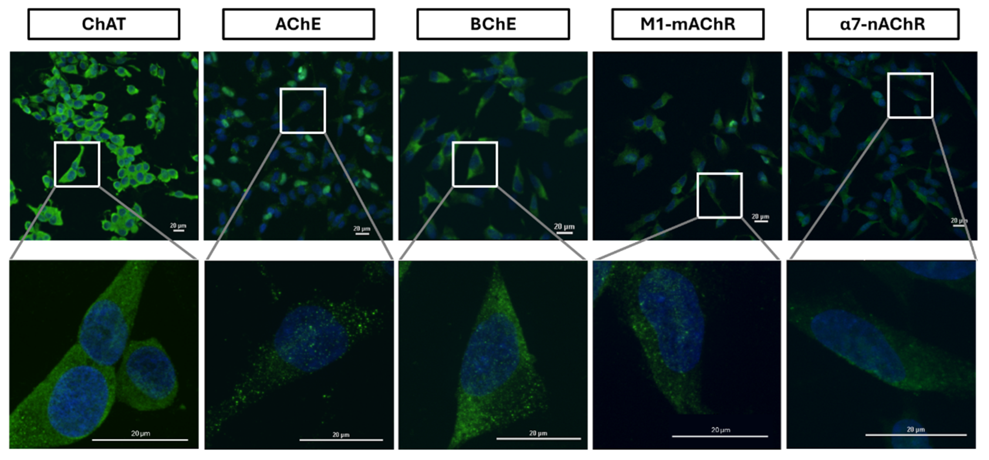 Preprints 161417 g006