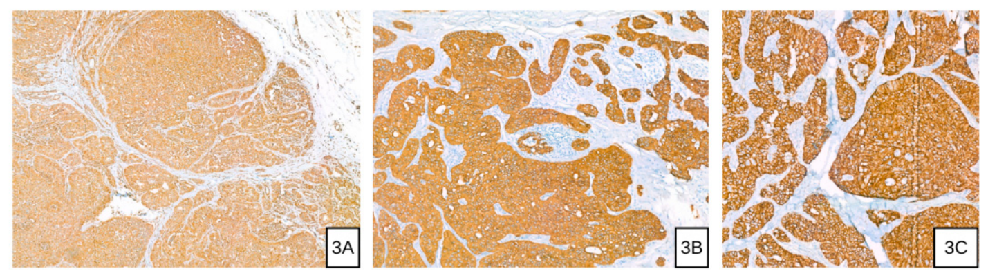 Preprints 230484 g003