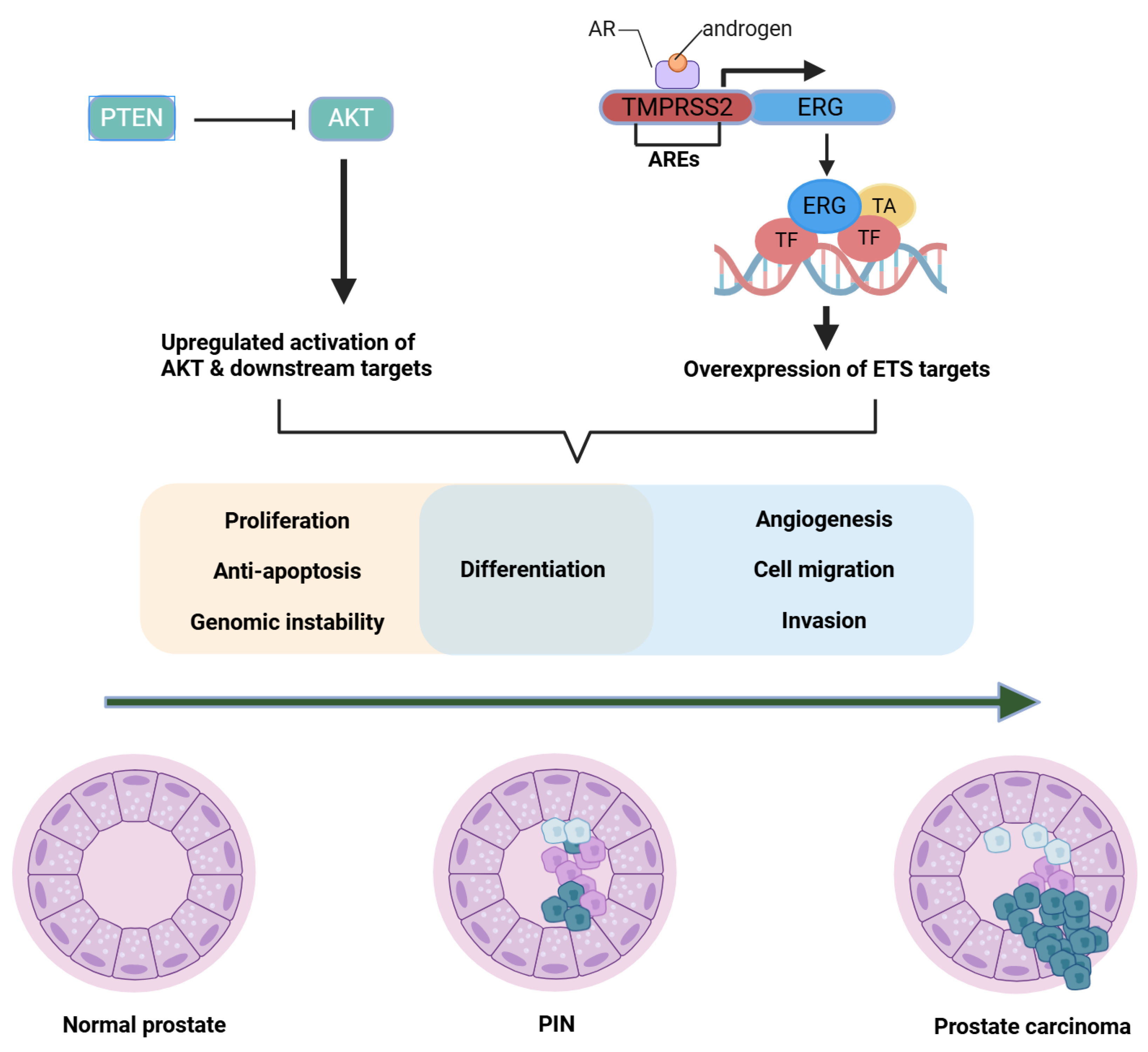 Preprints 151117 g003