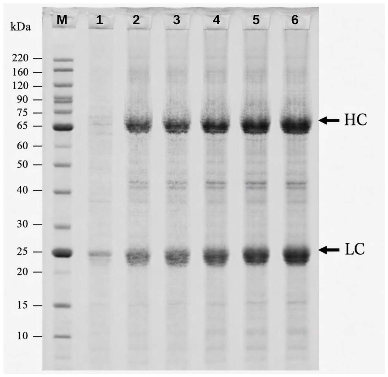 Preprints 233549 g002 Preprints 233549 g002